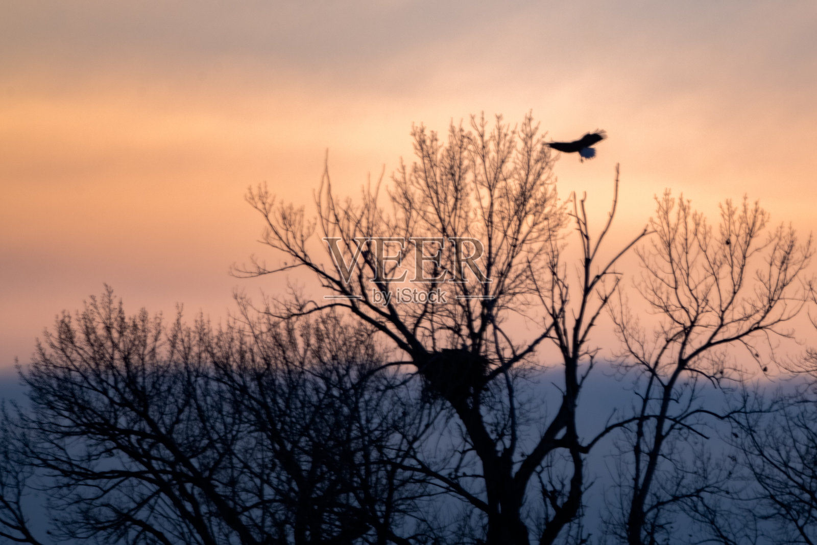 落基山脉的白头鹰在黄石县,蒙大拿州,美国的日落时分返回巢穴照片摄影图片