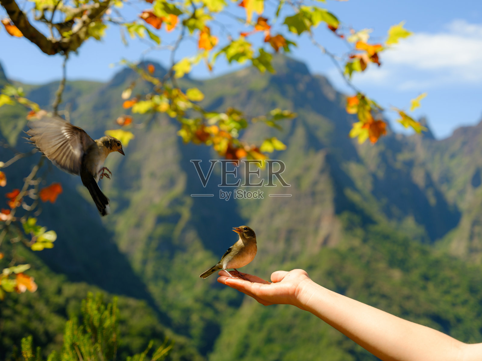 女人在户外探索时,手上安静地停着一只鸟。照片摄影图片