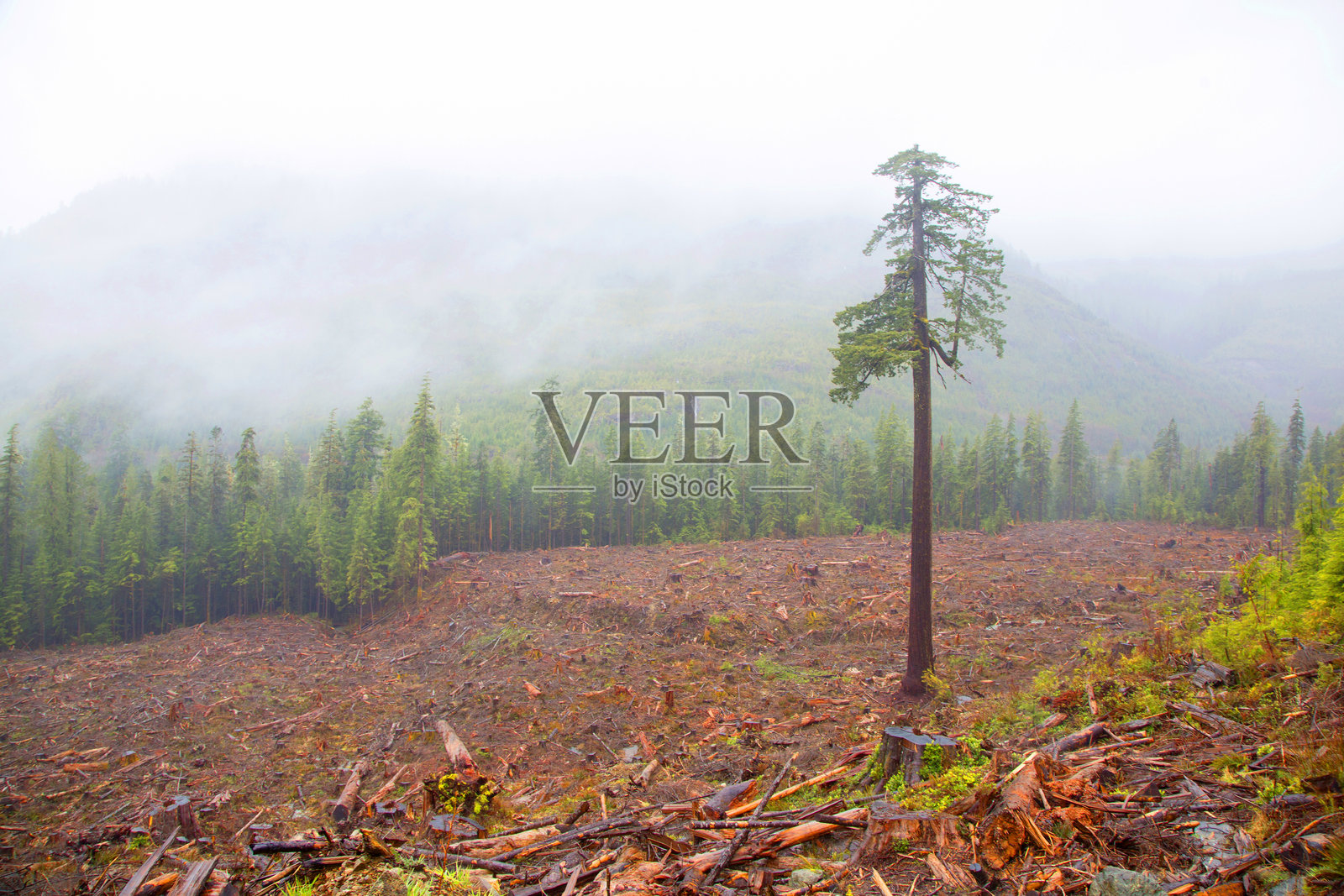 森林被砍伐,只剩下一棵孤独的种子树。照片摄影图片