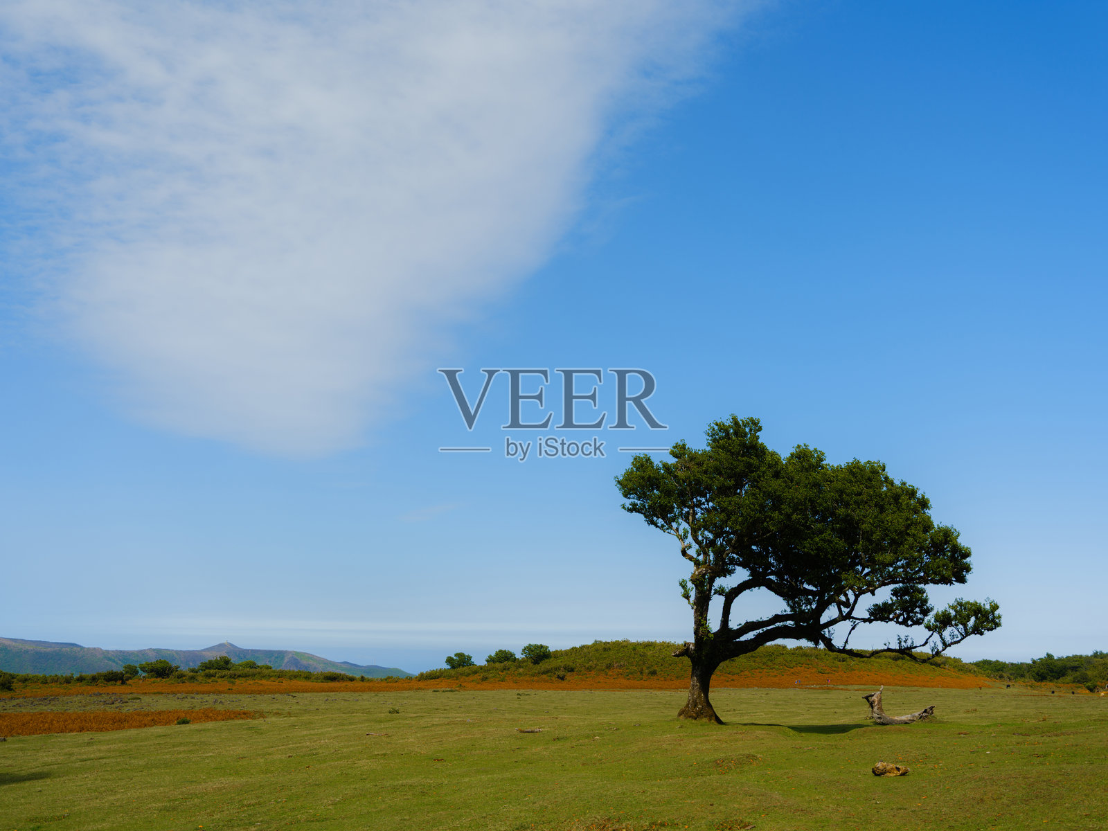 马德拉阳光明媚的月桂森林风景。照片摄影图片