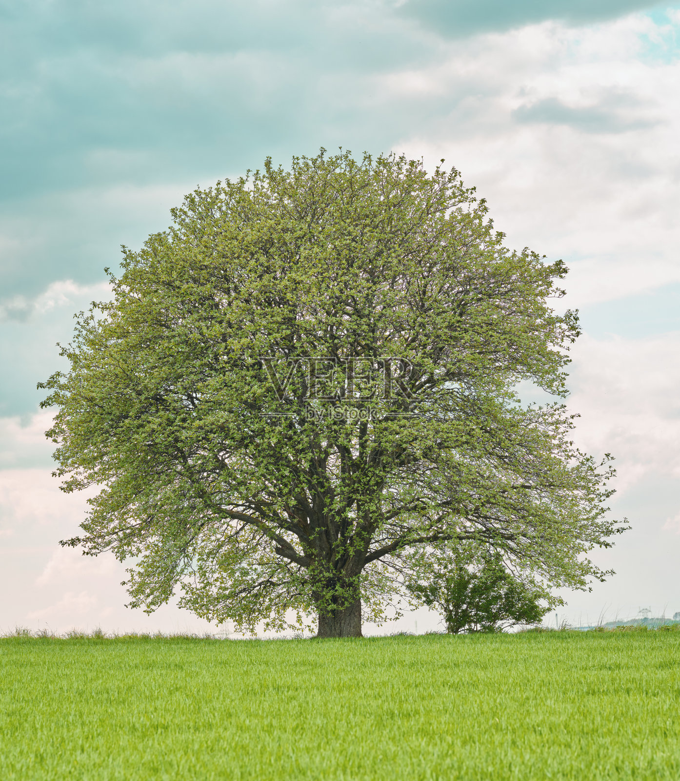 宁静的风景,展现一棵雄伟的树木矗立在开阔的绿地上照片摄影图片