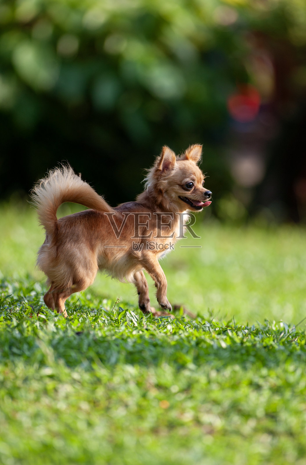 小而强大照片摄影图片