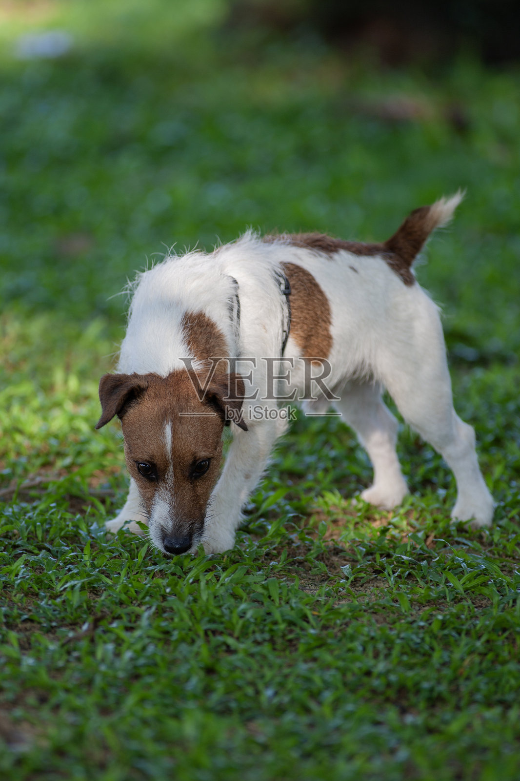 杰克罗素梗在行动中照片摄影图片