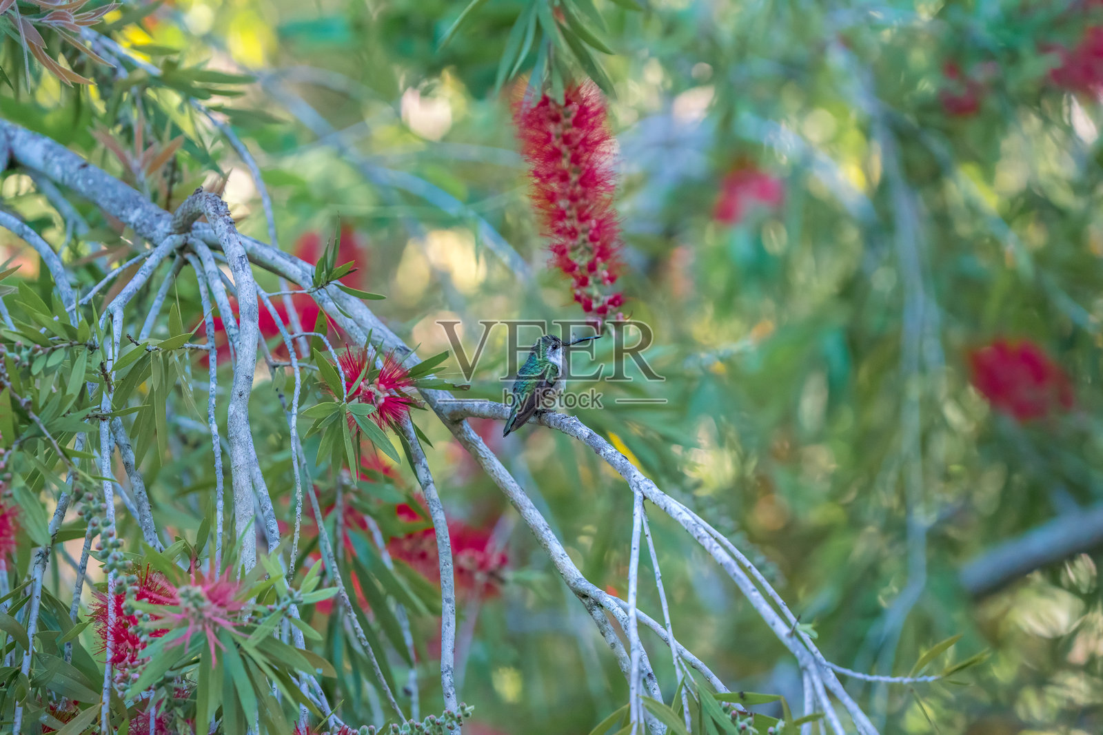 红喉蜂鸟 (Archilochus colubris)照片摄影图片