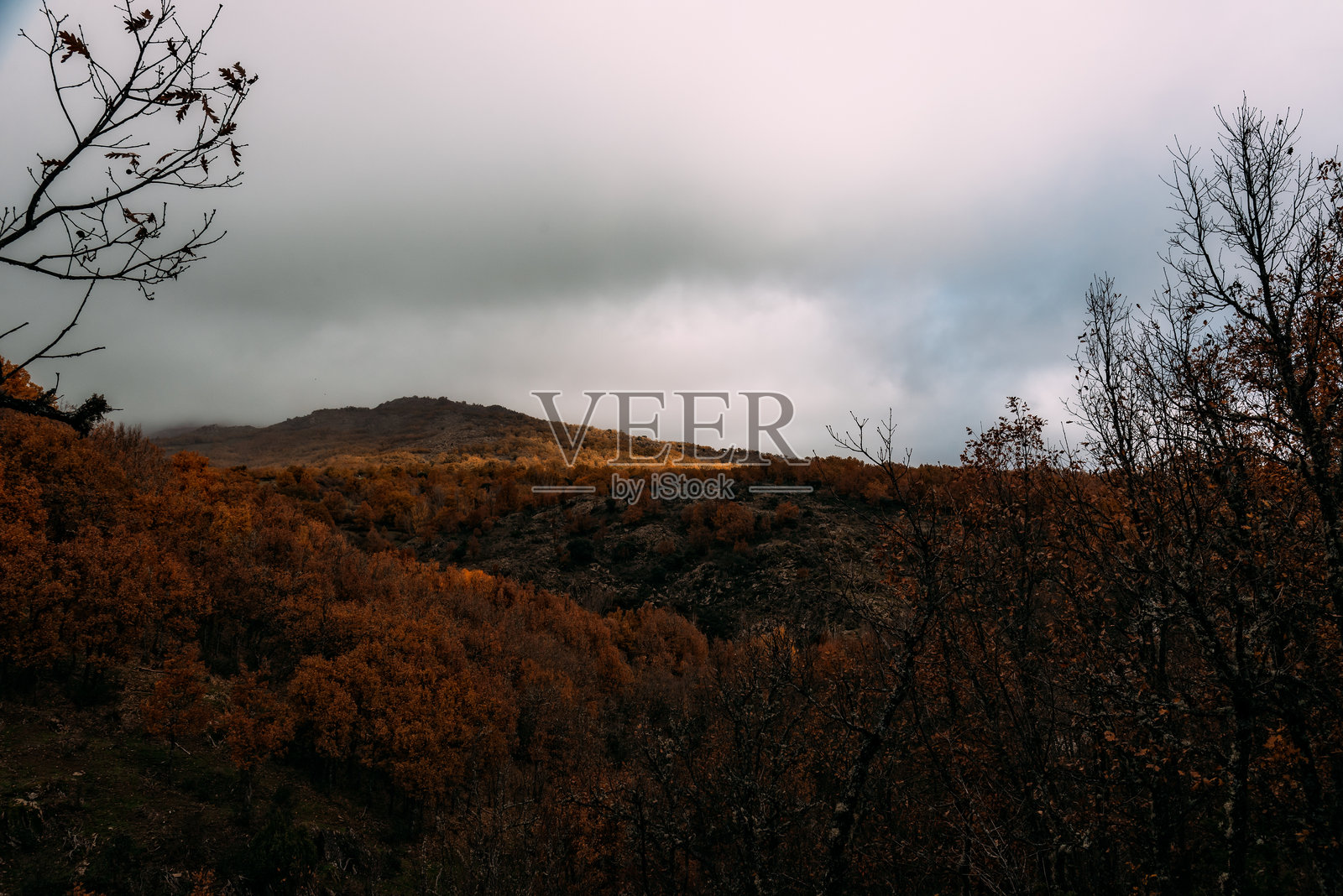 在秋季,探索西班牙蒙特霍的山毛榉森林的宁静之美。照片摄影图片