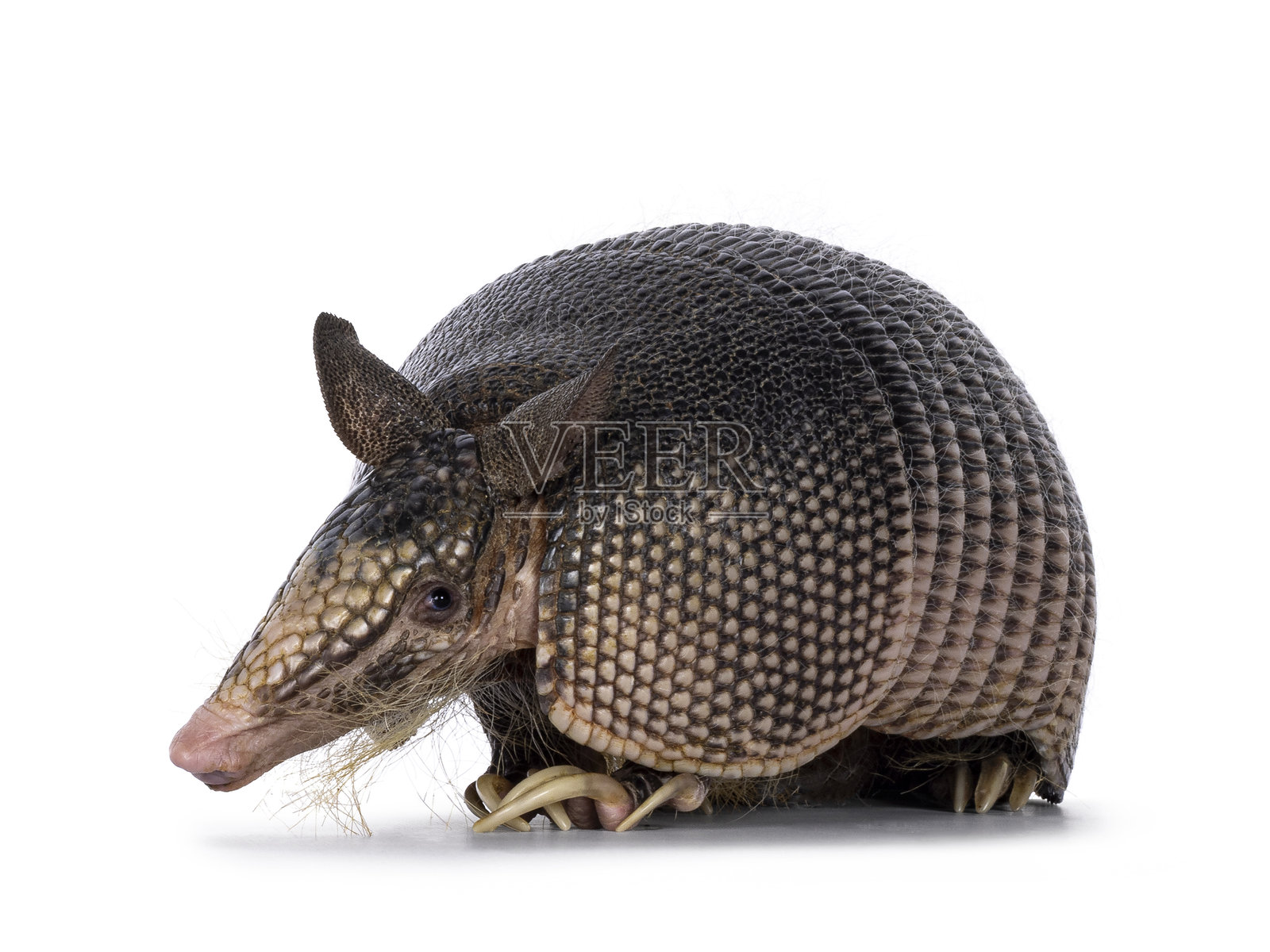 白色背景上的九带犰狳照片摄影图片