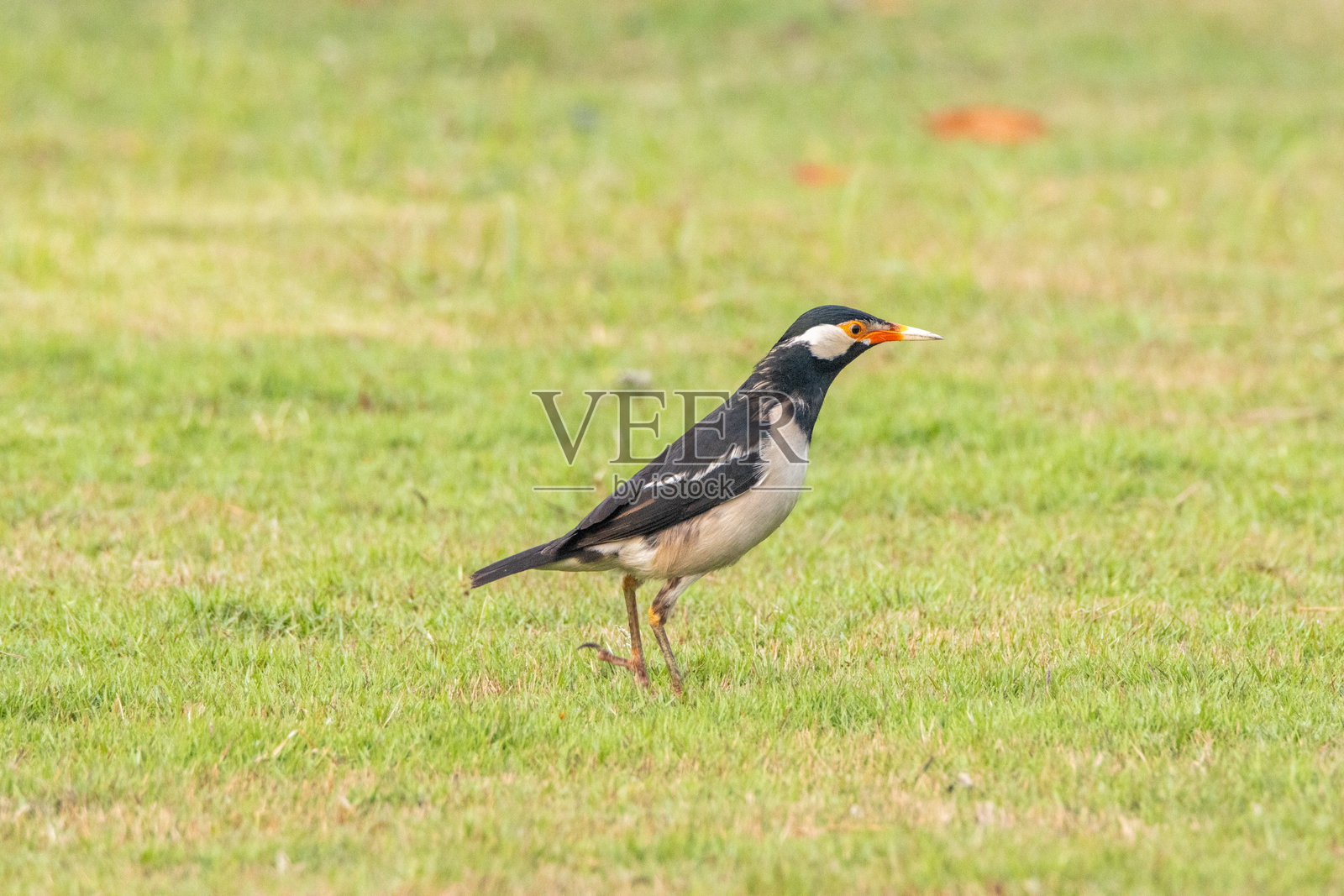 一只印度斑嘴八哥(Gracupica contra)在绿草坪上寻找食物照片摄影图片