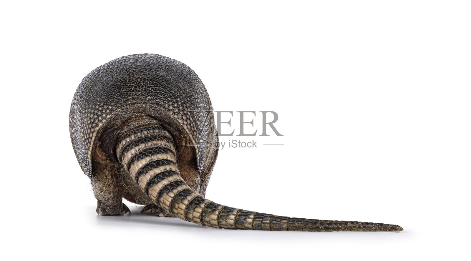 白色背景上的九带犰狳照片摄影图片