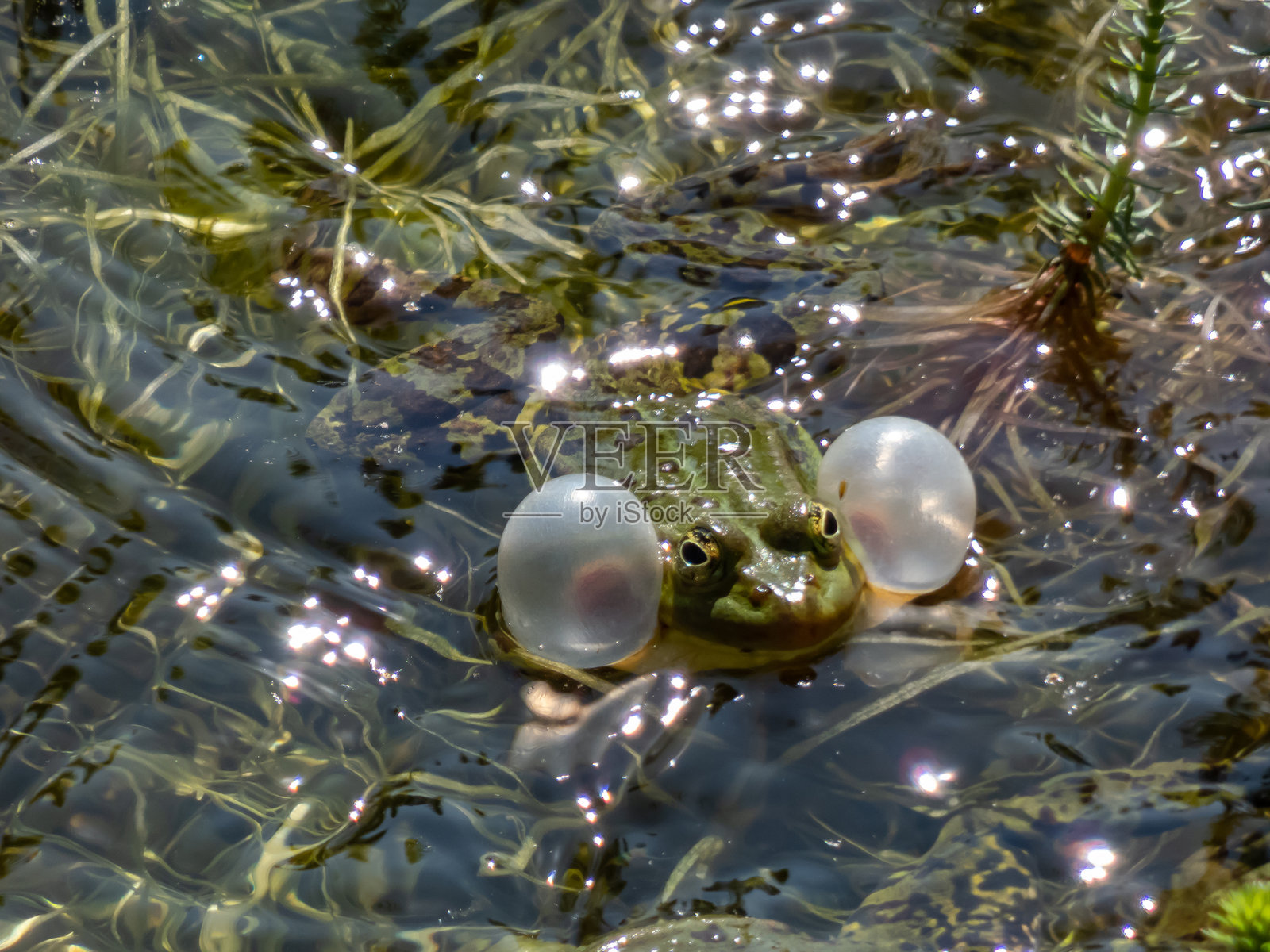 水中近距离拍摄的呱呱叫的普通水蛙或绿蛙(Pelophylax esculentus)正在鼓起它的声囊。照片摄影图片
