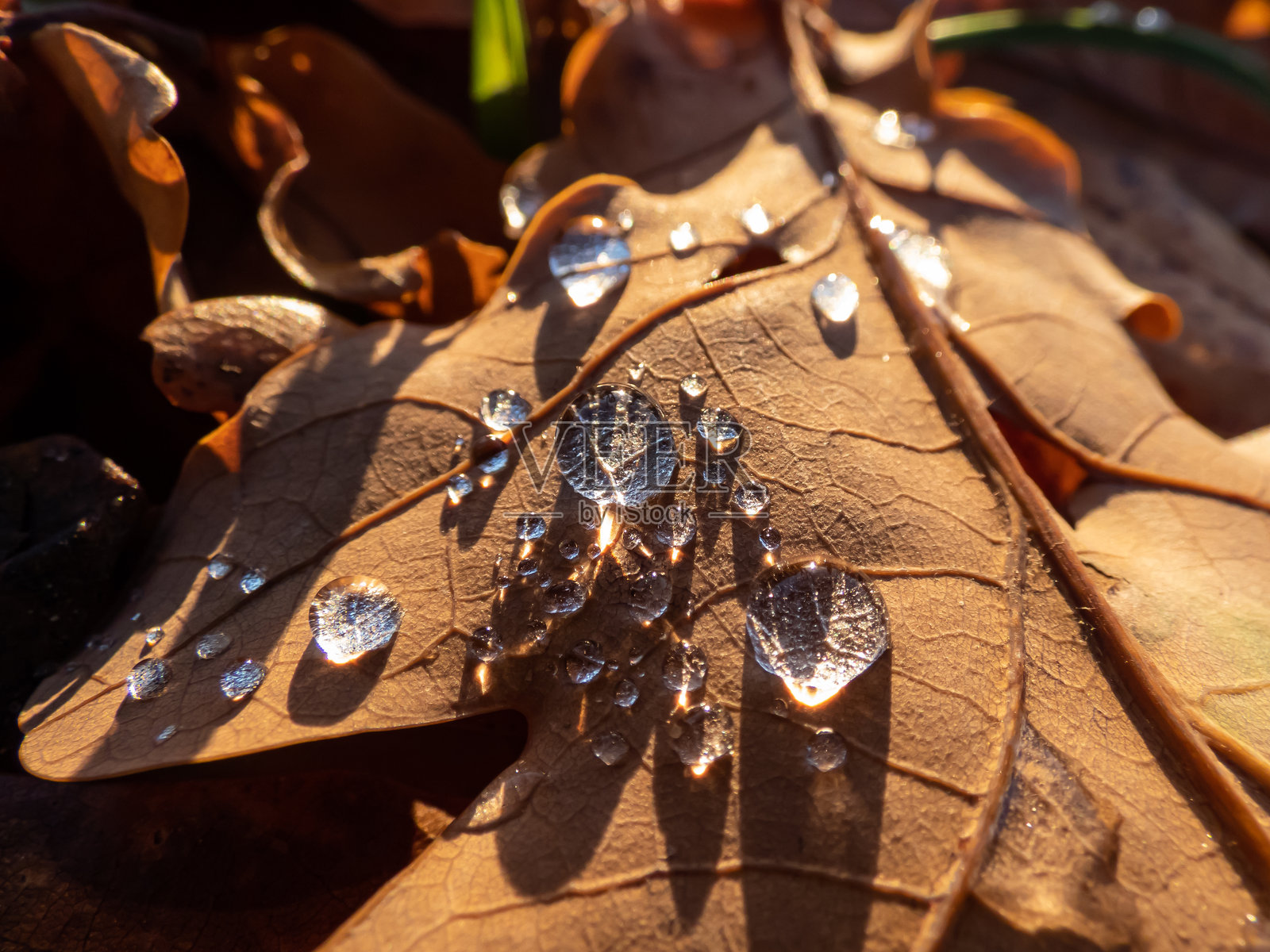 一组圆形水滴在干燥的棕色秋叶上,反射着明亮的阳光洒在地面上。照片摄影图片