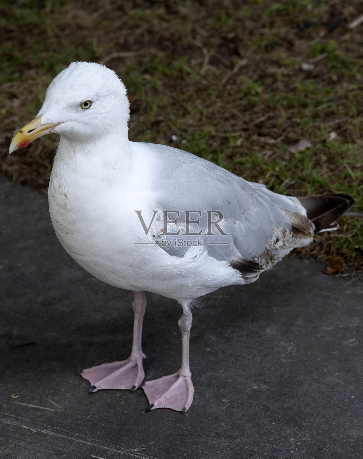 孤立的爱尔兰鸟照片摄影图片