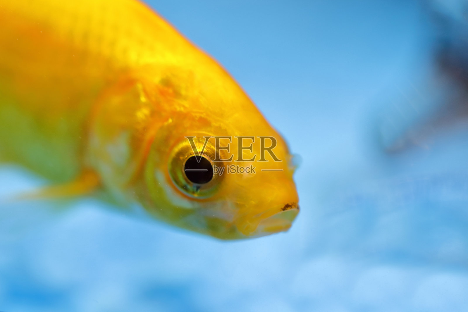 金鱼 / 金鱼 / 鱼类学名:Carassius auratus照片摄影图片