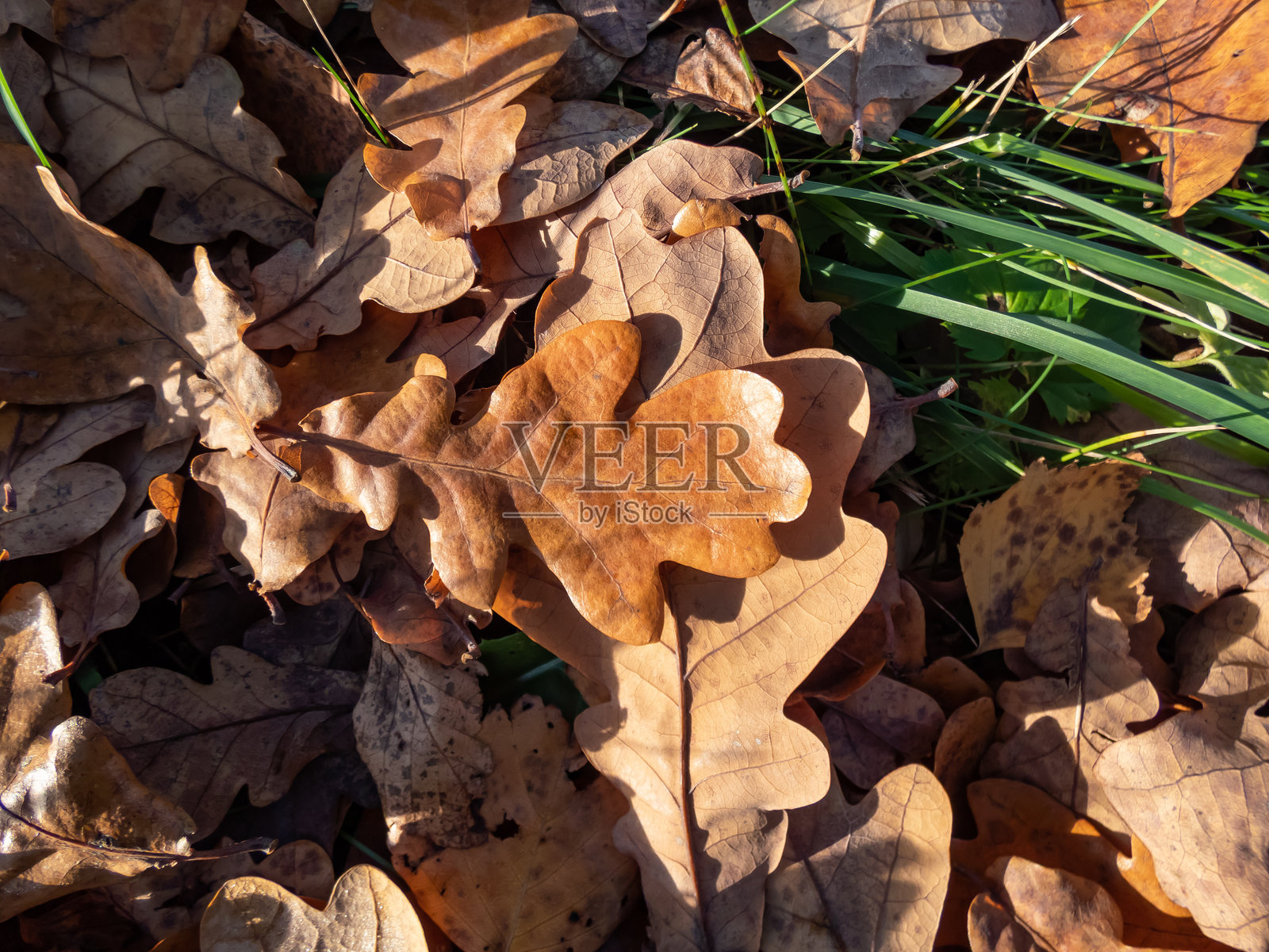 秋天阳光下地面上的干枯棕色树叶特写。落叶。秋季风景。照片摄影图片