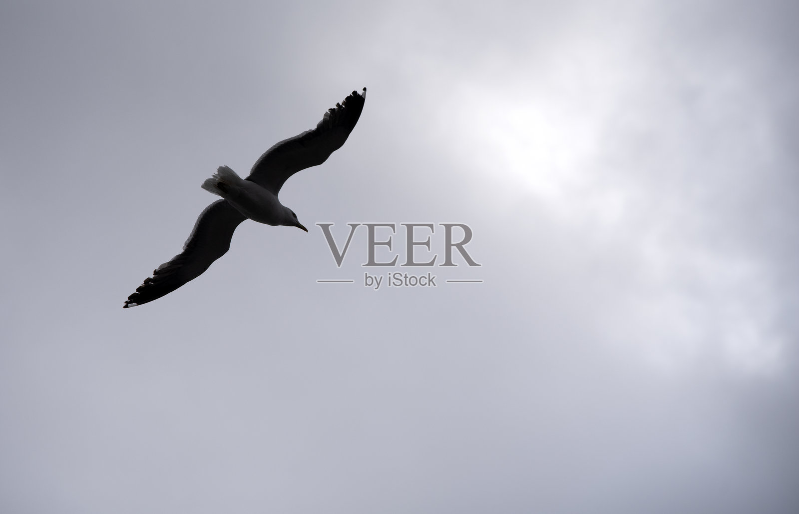 爱尔兰鸟类模式照片摄影图片