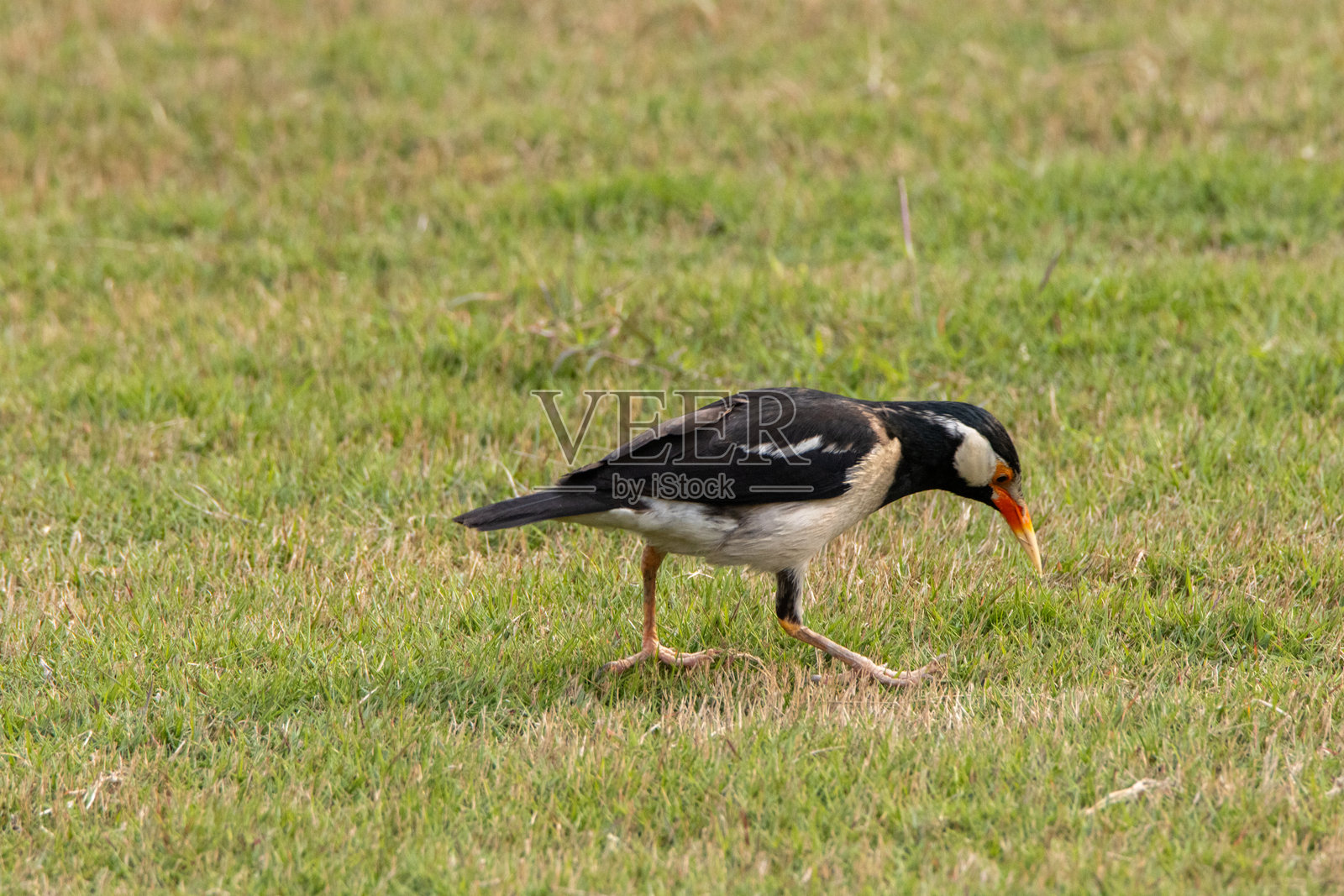 一只印度斑嘴八哥(Gracupica contra)在绿草坪上寻找食物照片摄影图片