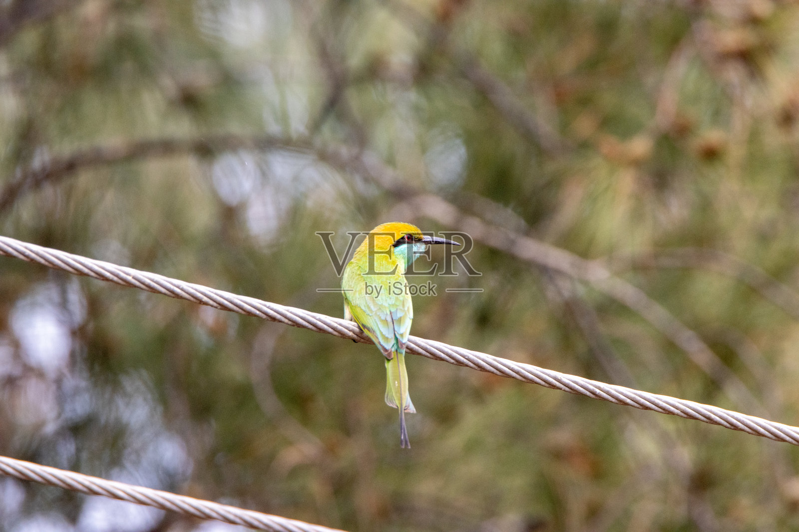 亚洲绿蜂虎(Merops orientalis)栖息在电缆上,背景自然。照片摄影图片
