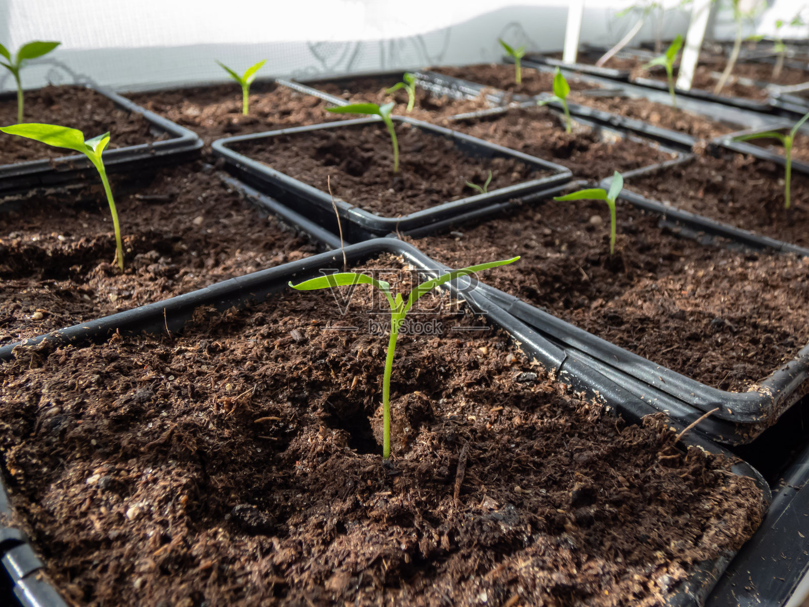 阳光明媚的窗台上,塑料花盆里长着小辣椒植物。室内园艺和种子发芽。照片摄影图片