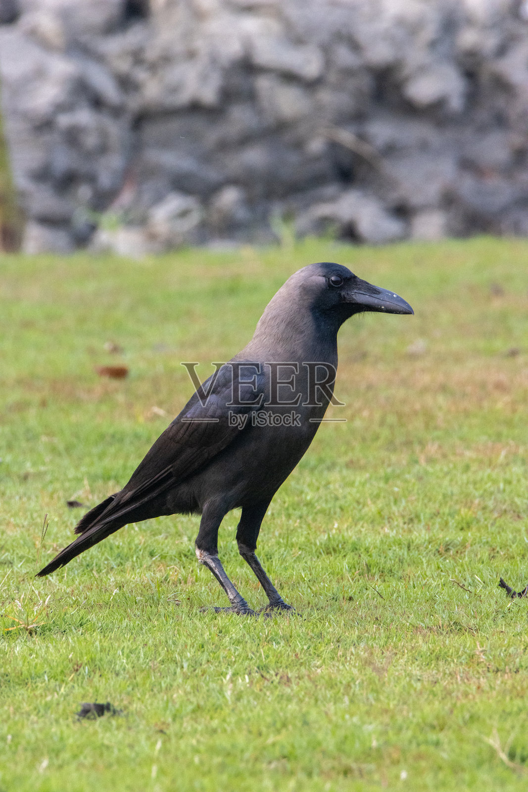 绿草坪上的家鸦(Corvus splendens),背景自然。照片摄影图片