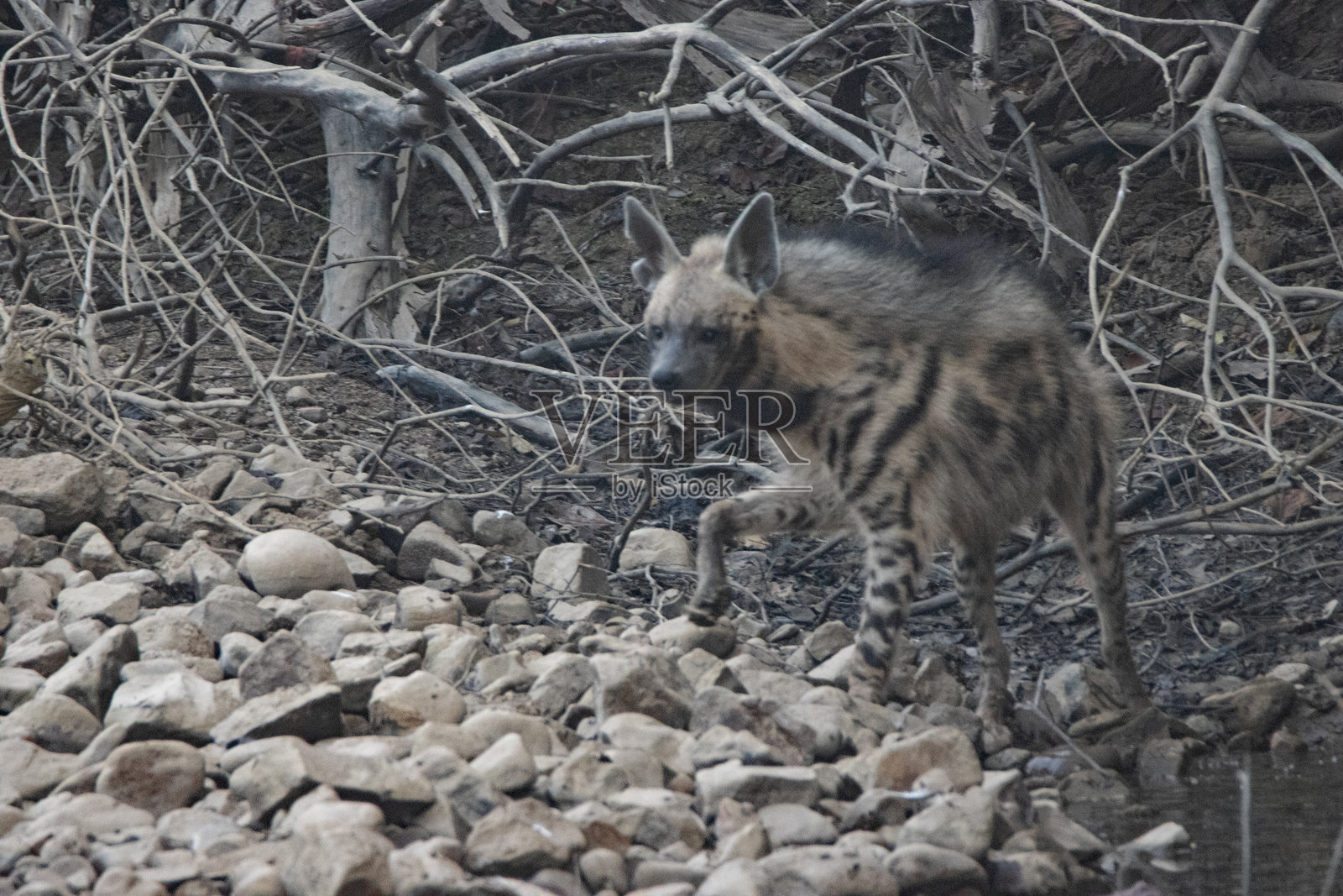 一只条纹鬣狗(Hyaena hyaena)在干涸的河床上行走照片摄影图片
