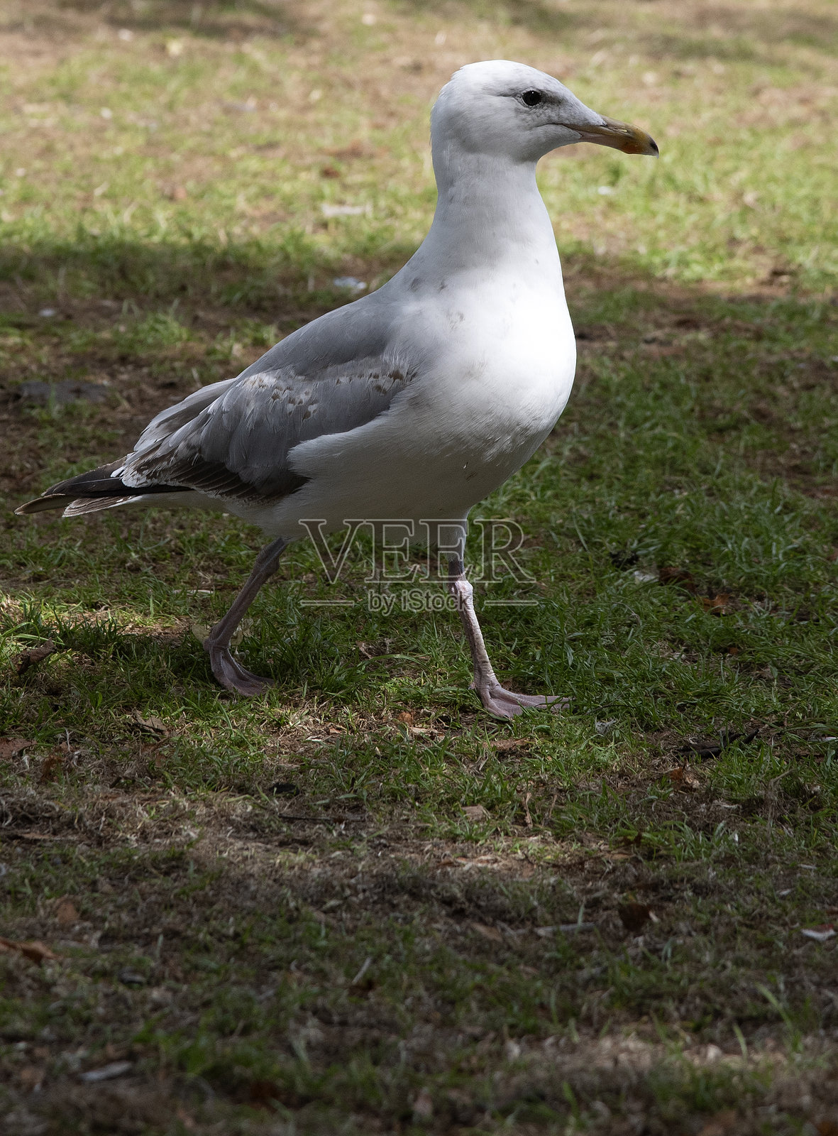爱尔兰鸟类简介照片摄影图片