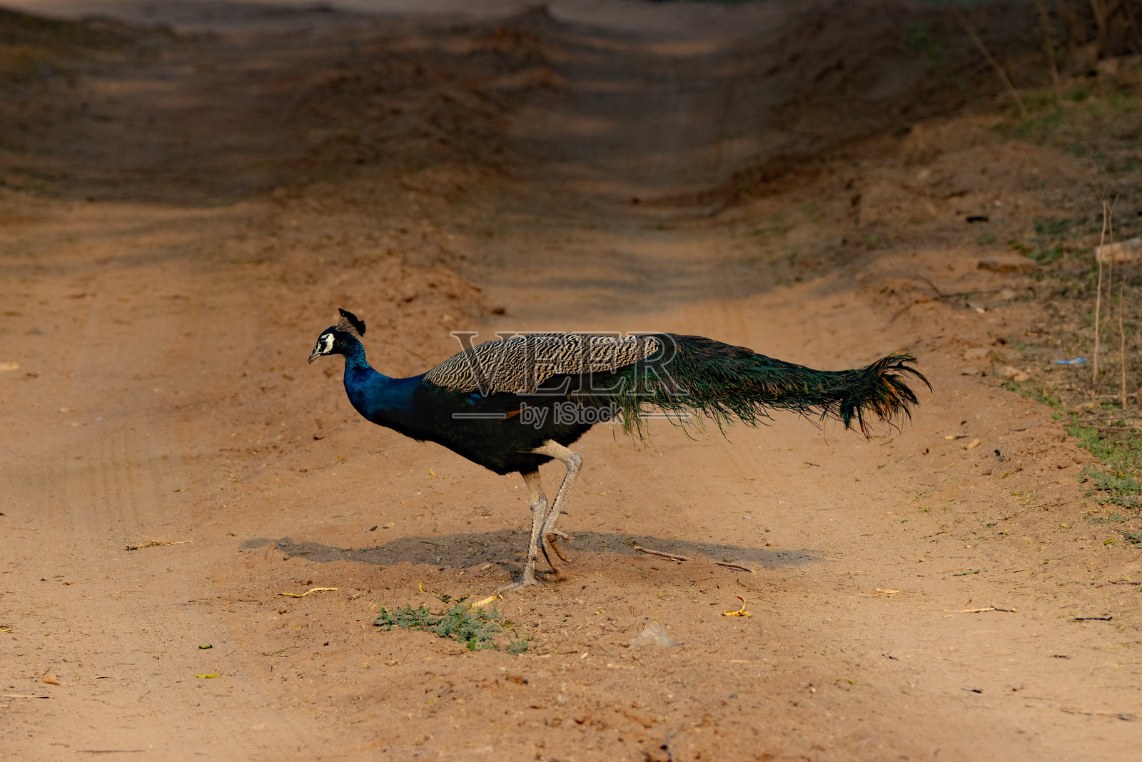 一只野生雄性印度孔雀(Pavo cristatus)穿过干燥尘土飞扬的红色土路照片摄影图片