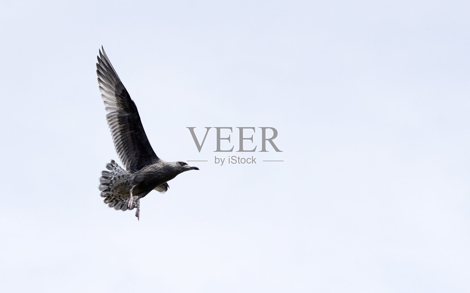 爱尔兰鸟开始照片摄影图片