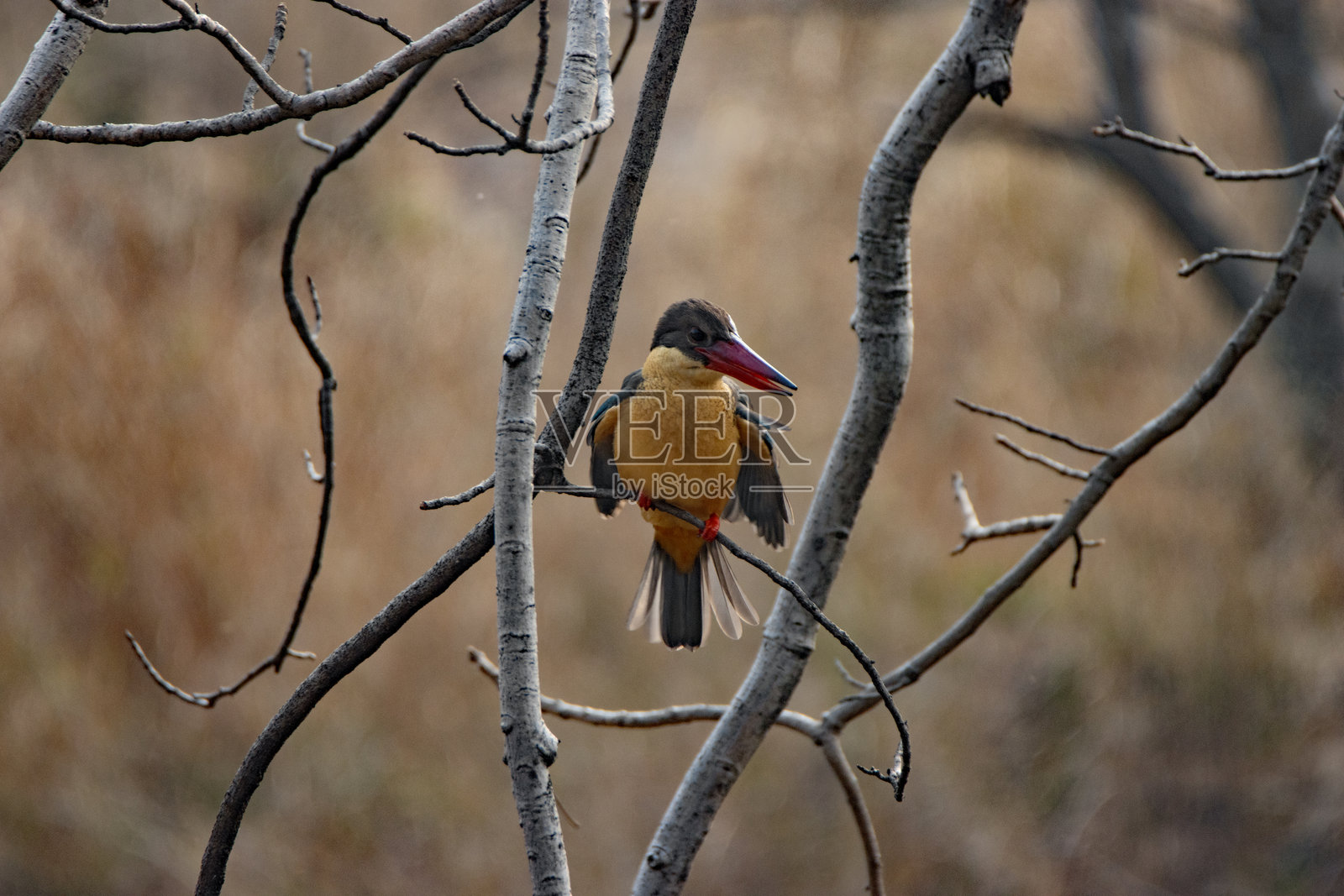 一只坐在光秃树枝上的白喉翠鸟(Halcyon capensis)照片摄影图片