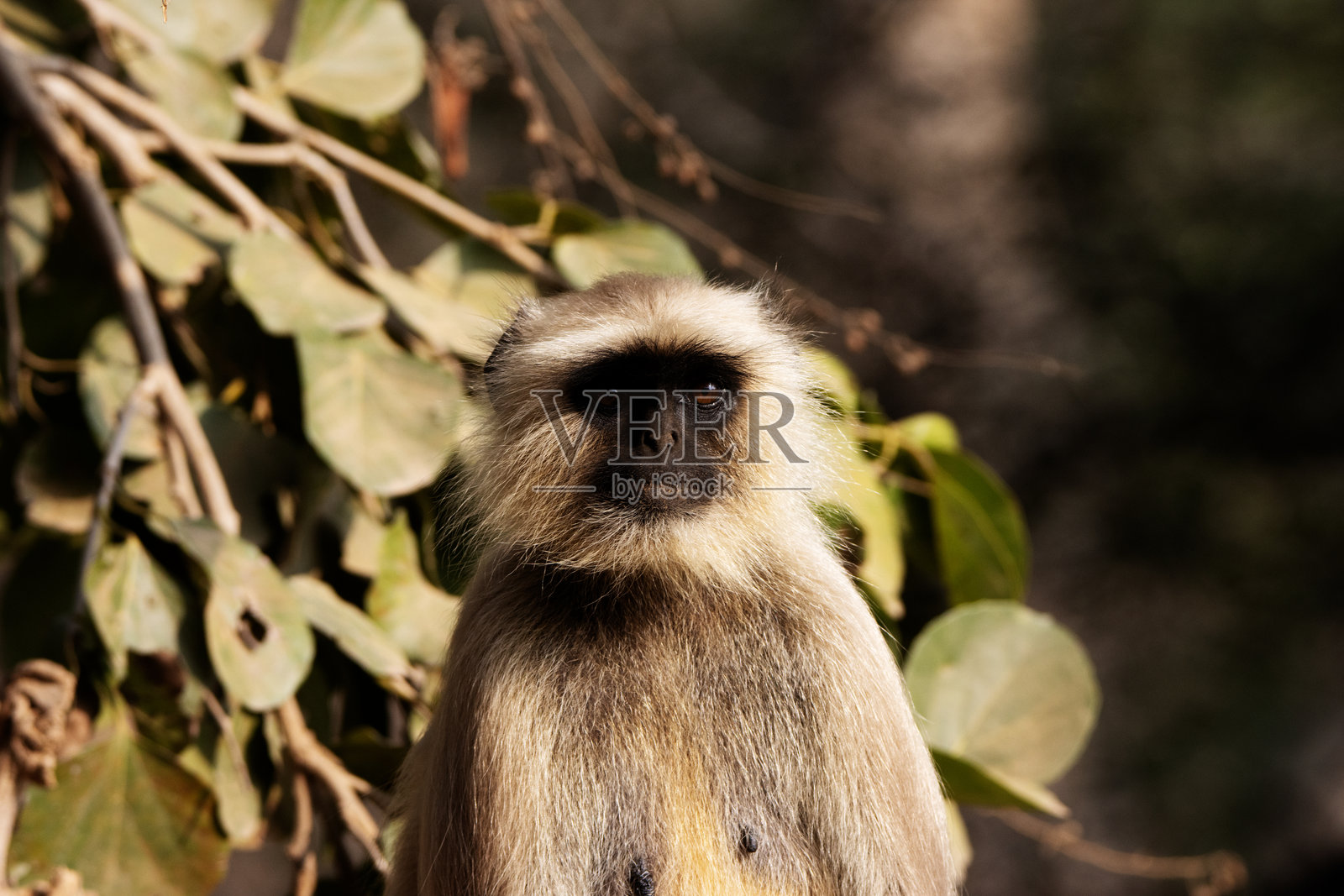 北平原灰猕猴(Semnopithecus entellus)的特写头像照片摄影图片