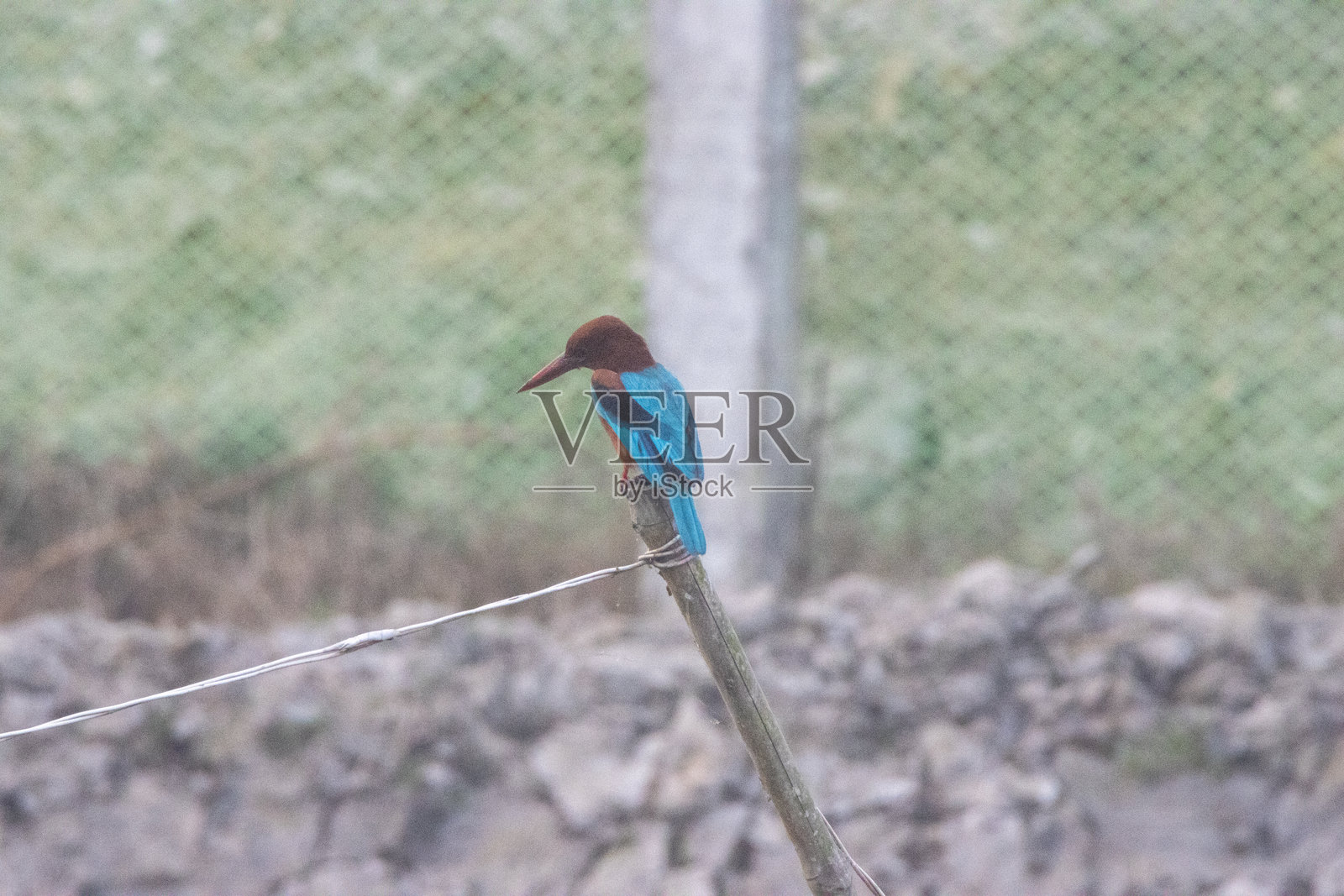 棕翼翠鸟(Pelargopsis amauroptera)栖息在木桩顶部,背景自然。照片摄影图片