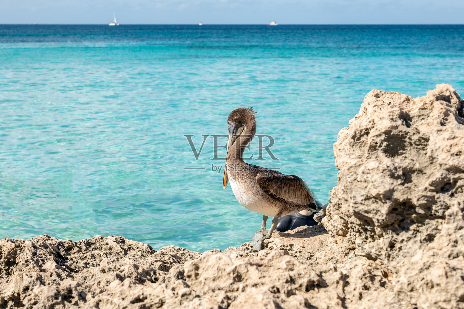 在碧蓝海洋旁的岩石海岸上站着的鹈鹕照片摄影图片