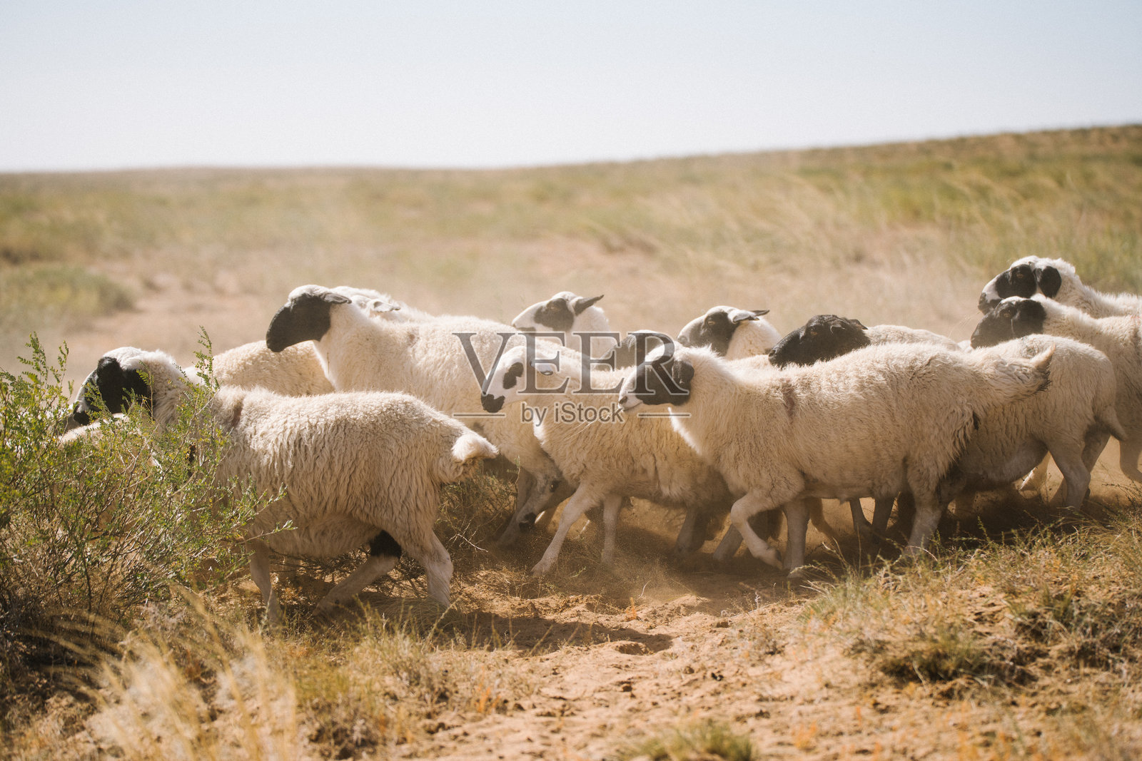 一群羊在干燥的草原上。它们有着浓密的羊毛,其中一只黑头羊格外显眼。照片摄影图片