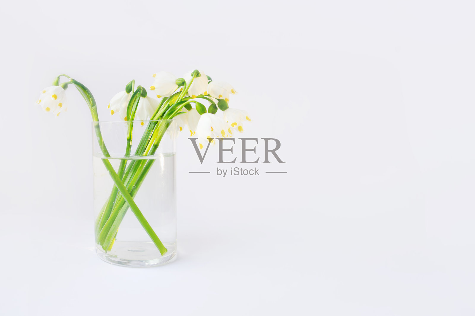 春天的第一束花,玻璃瓶中的春铃花照片摄影图片