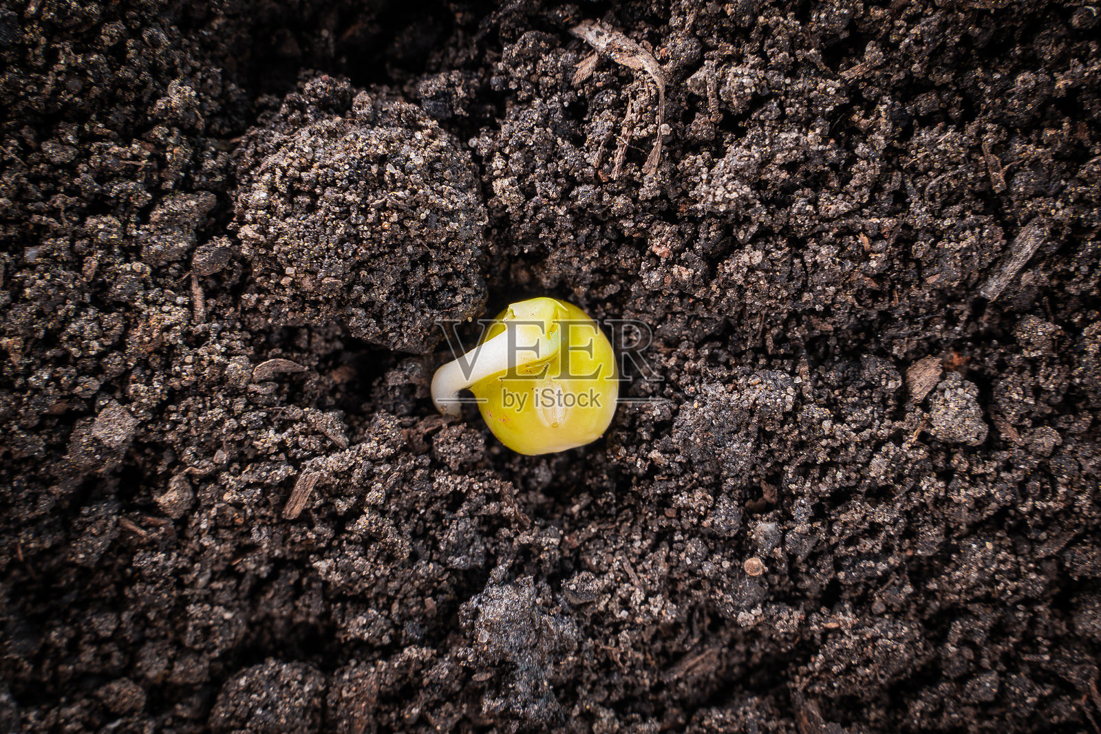 豌豆种子在土壤中发芽的特写。胚根和叶子。园艺季节的开始照片摄影图片