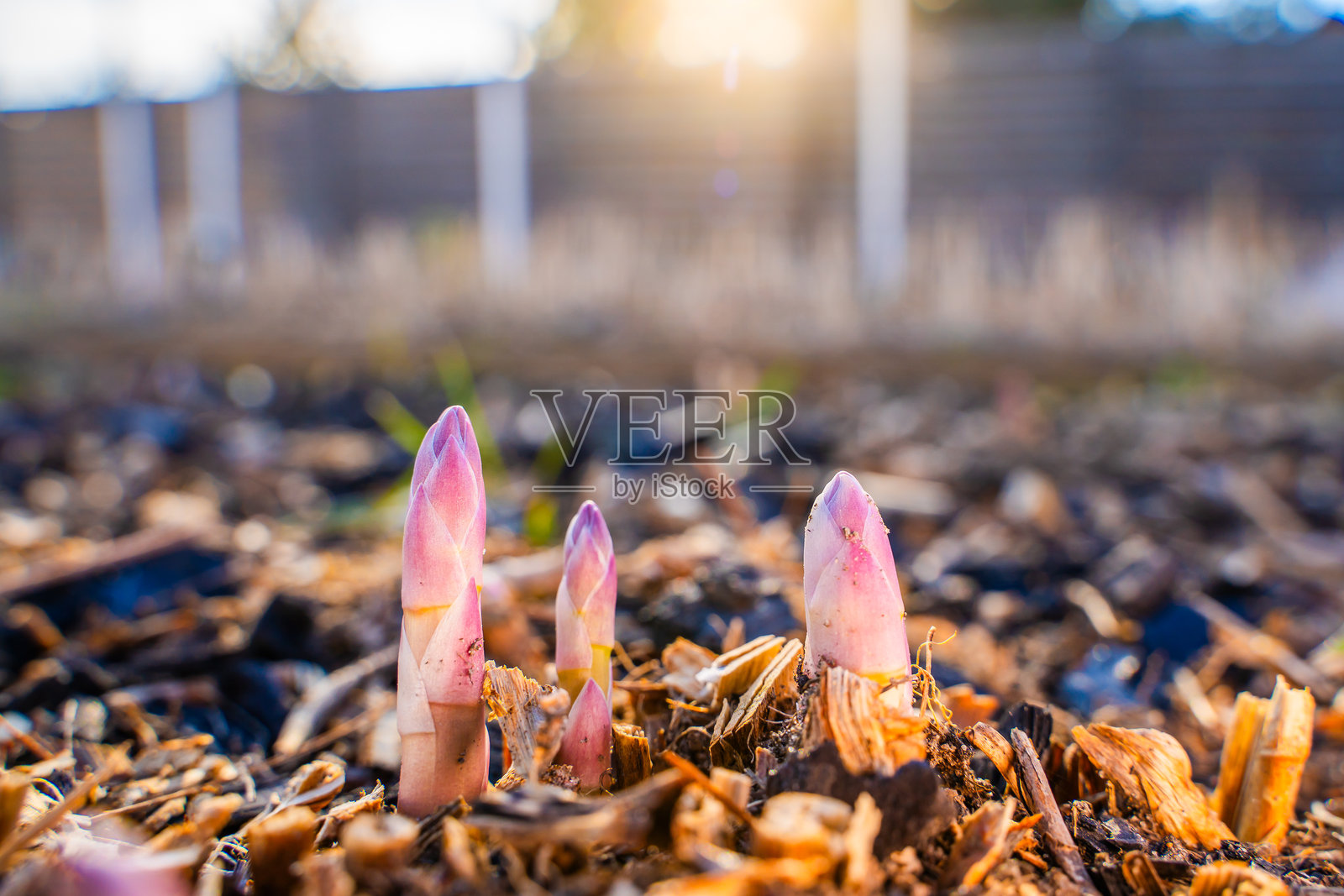 芦笋在早春的花园床上成丛生长。照片摄影图片