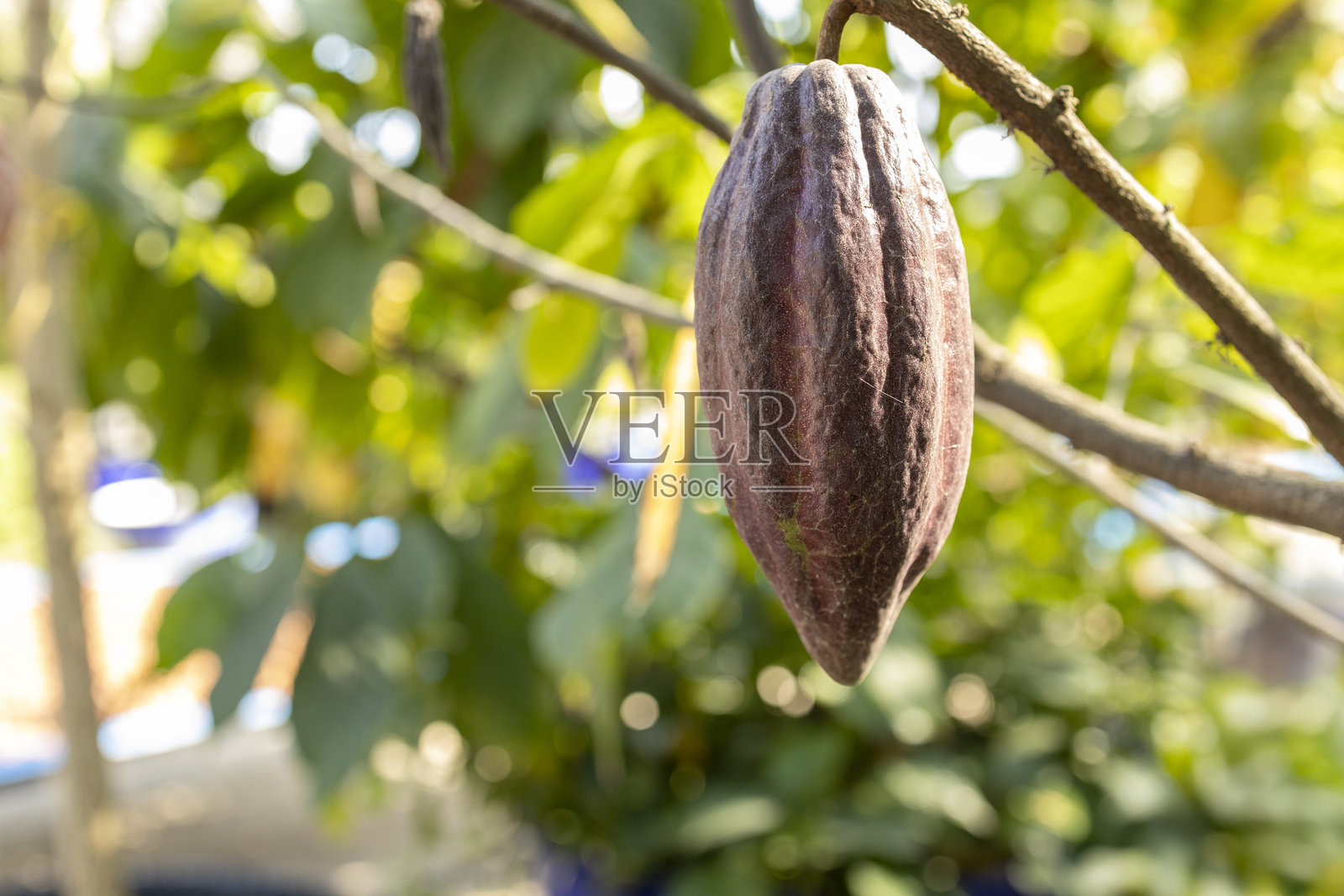 可可树(Theobroma cacao)。自然中的有机可可果荚。照片摄影图片