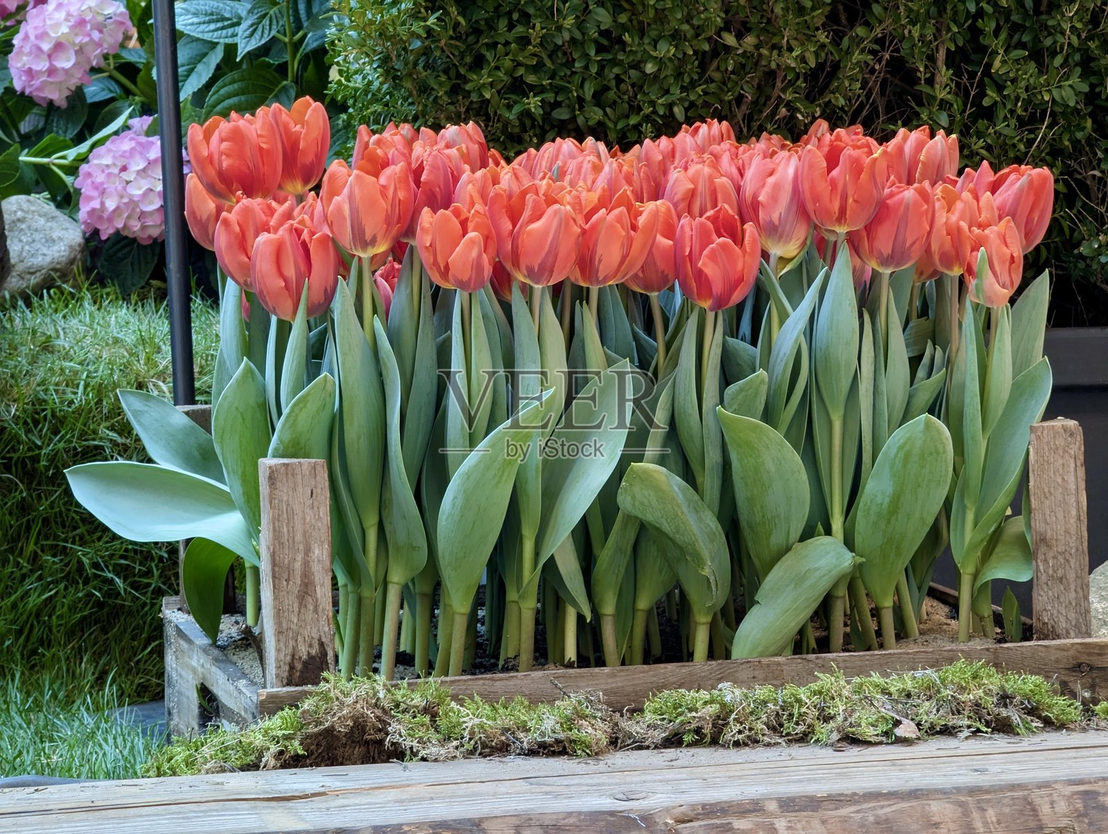春季花园中的红色郁金香与乡村风格木箱照片摄影图片