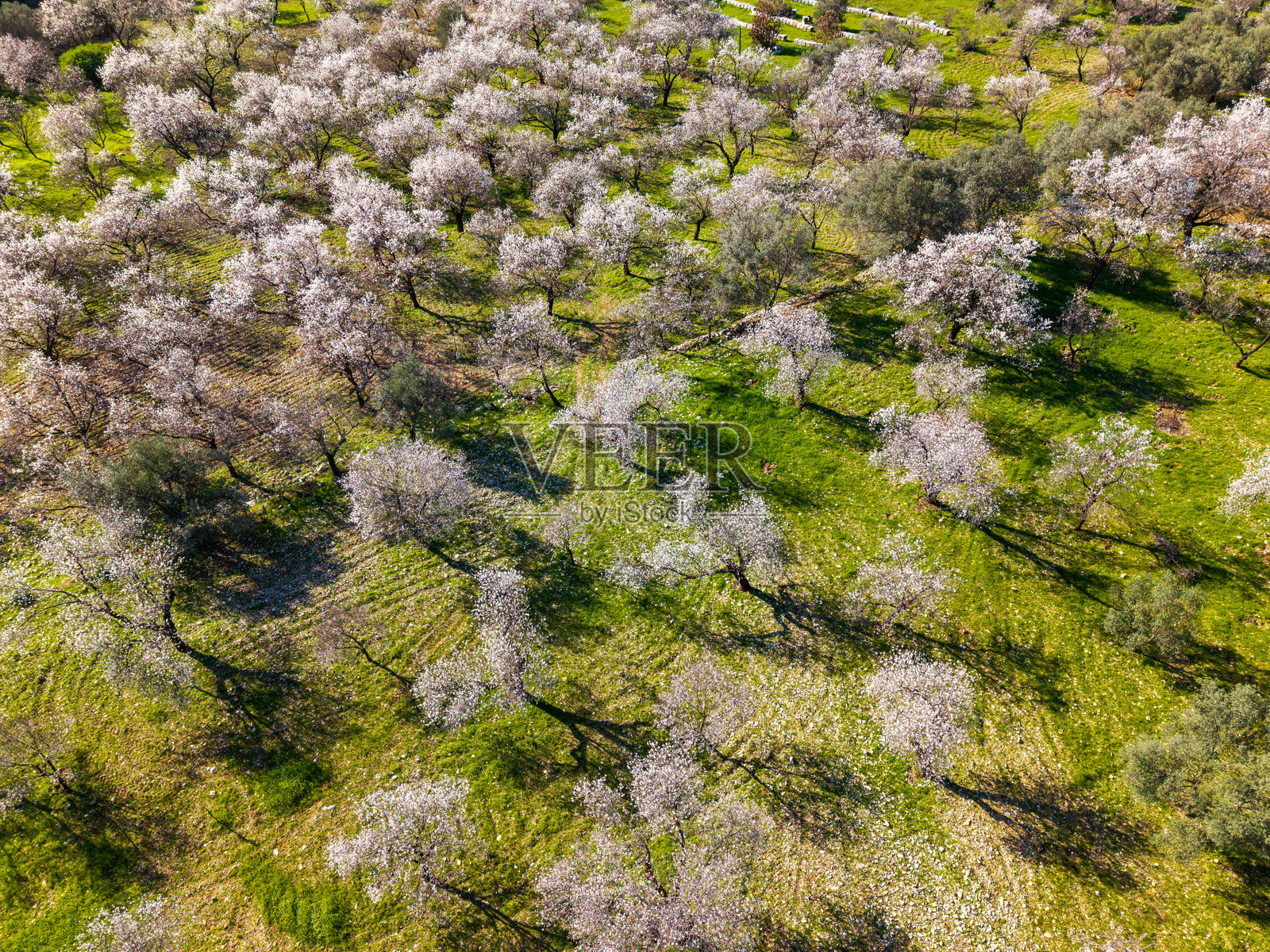 盛开的杏树在绿色花园中的鸟瞰图照片摄影图片