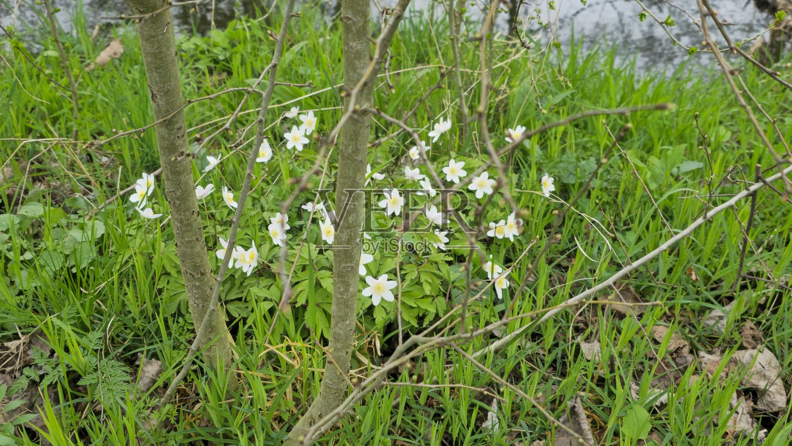 森林中的第一朵春花照片摄影图片