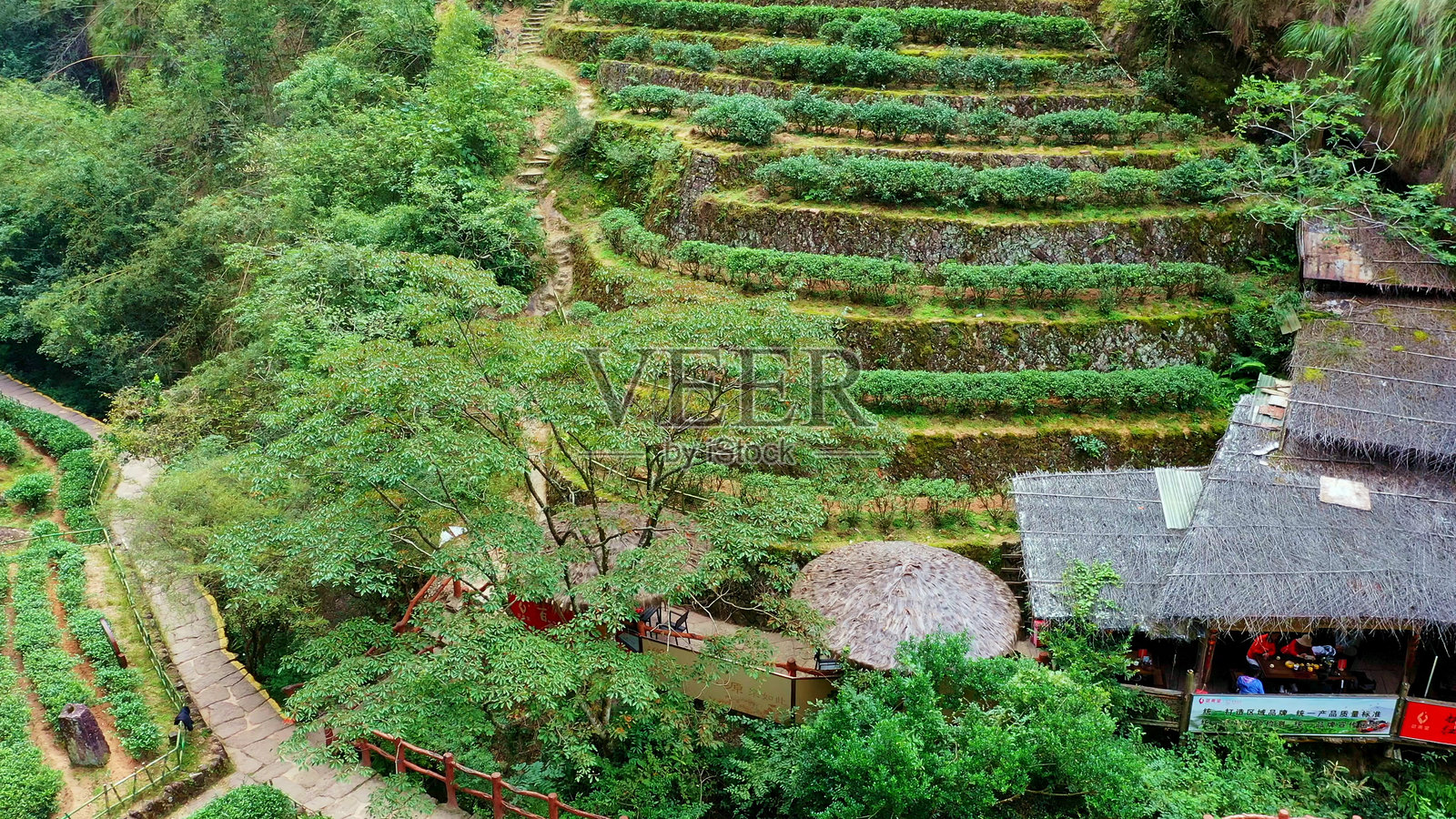 母树大红袍茶,九龙溪,武夷山,南平,福建,中国。丹霞地貌。照片摄影图片