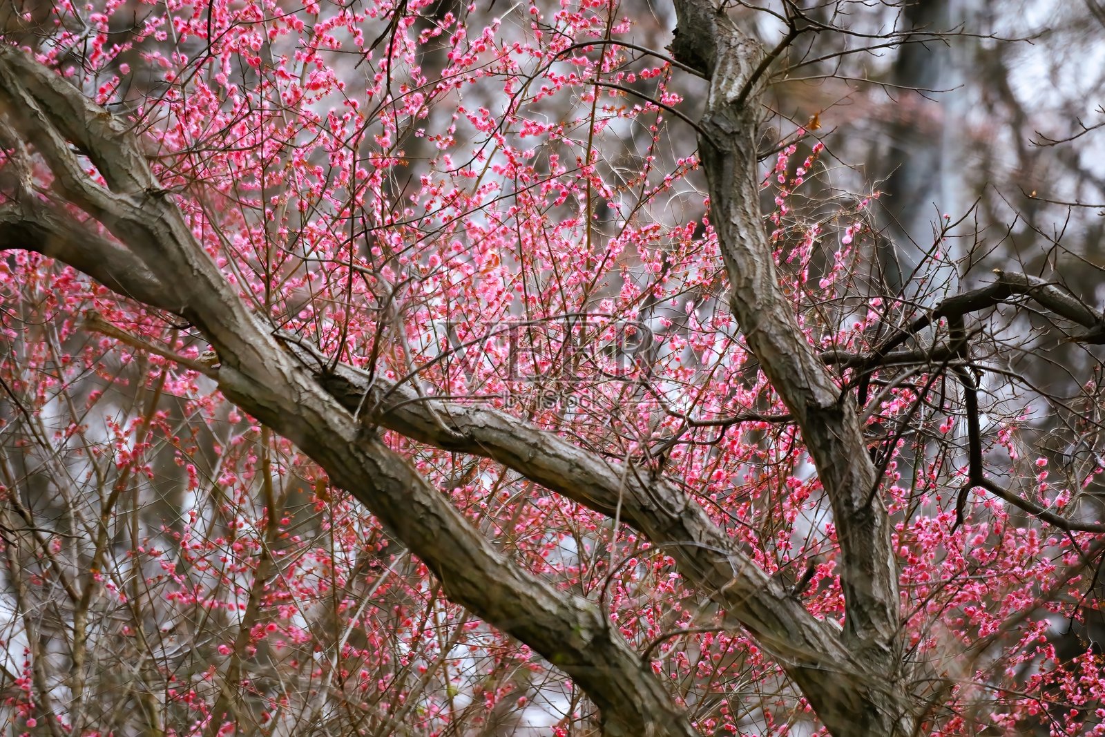 VH560-000 红梅花1.JPG照片摄影图片