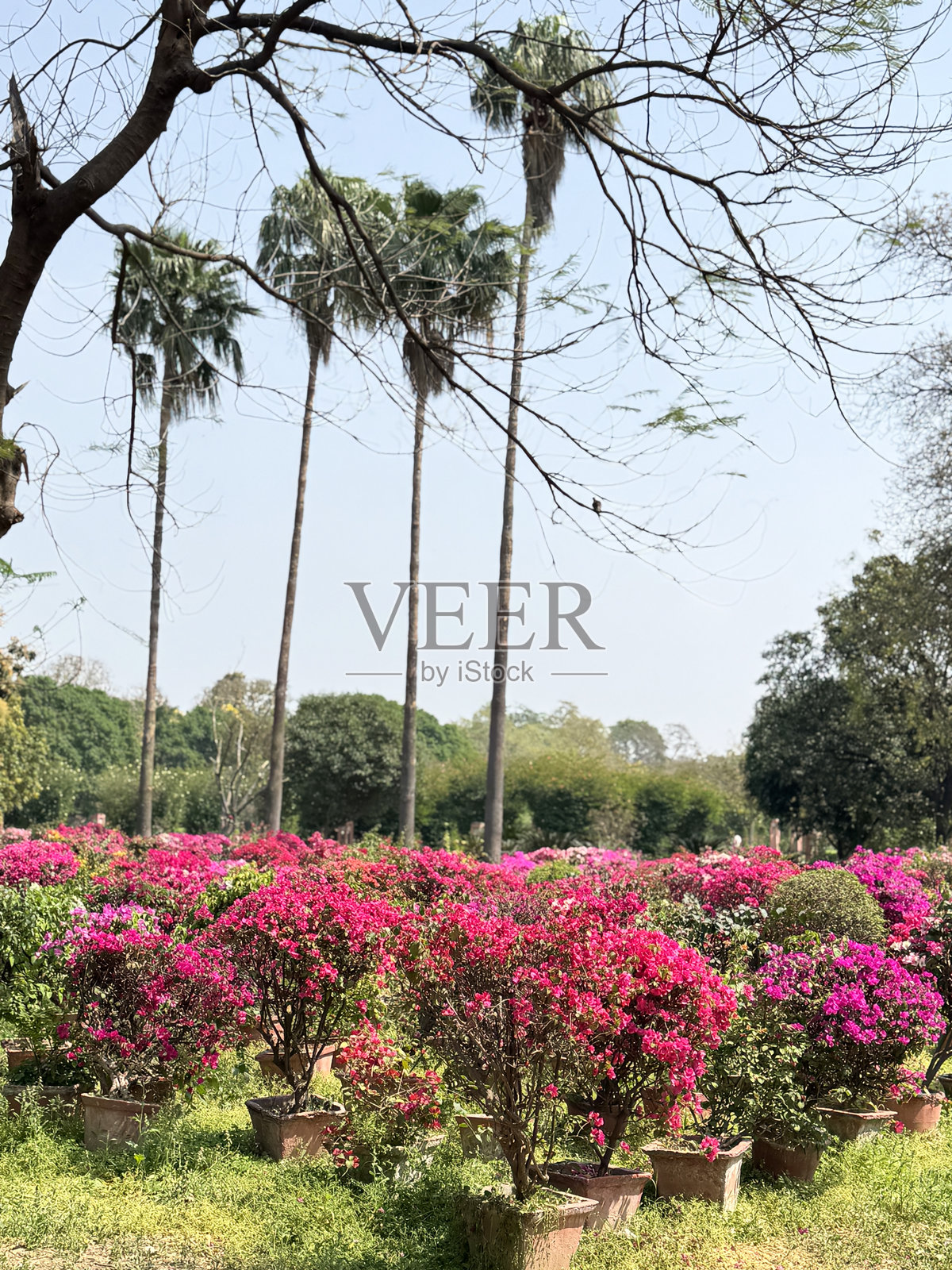 热带花园的图像,种植着棕榈树和盛开的九重葛盆栽 / 异国情调的粉色和混合色花朵,生机勃勃的热带藤蔓照片摄影图片