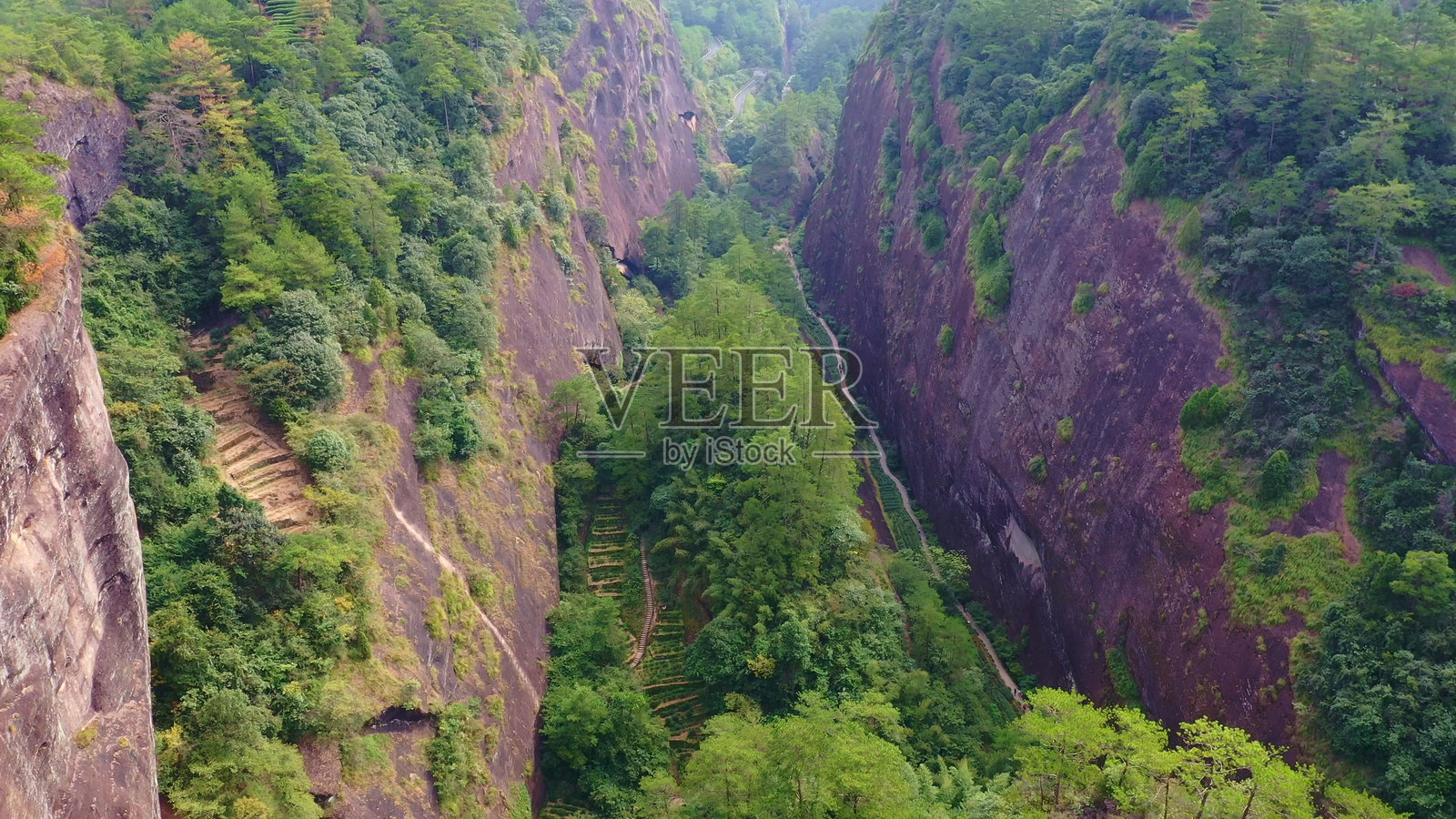 母树大红袍茶,九龙溪,武夷山,南平,福建,中国。丹霞地貌。照片摄影图片