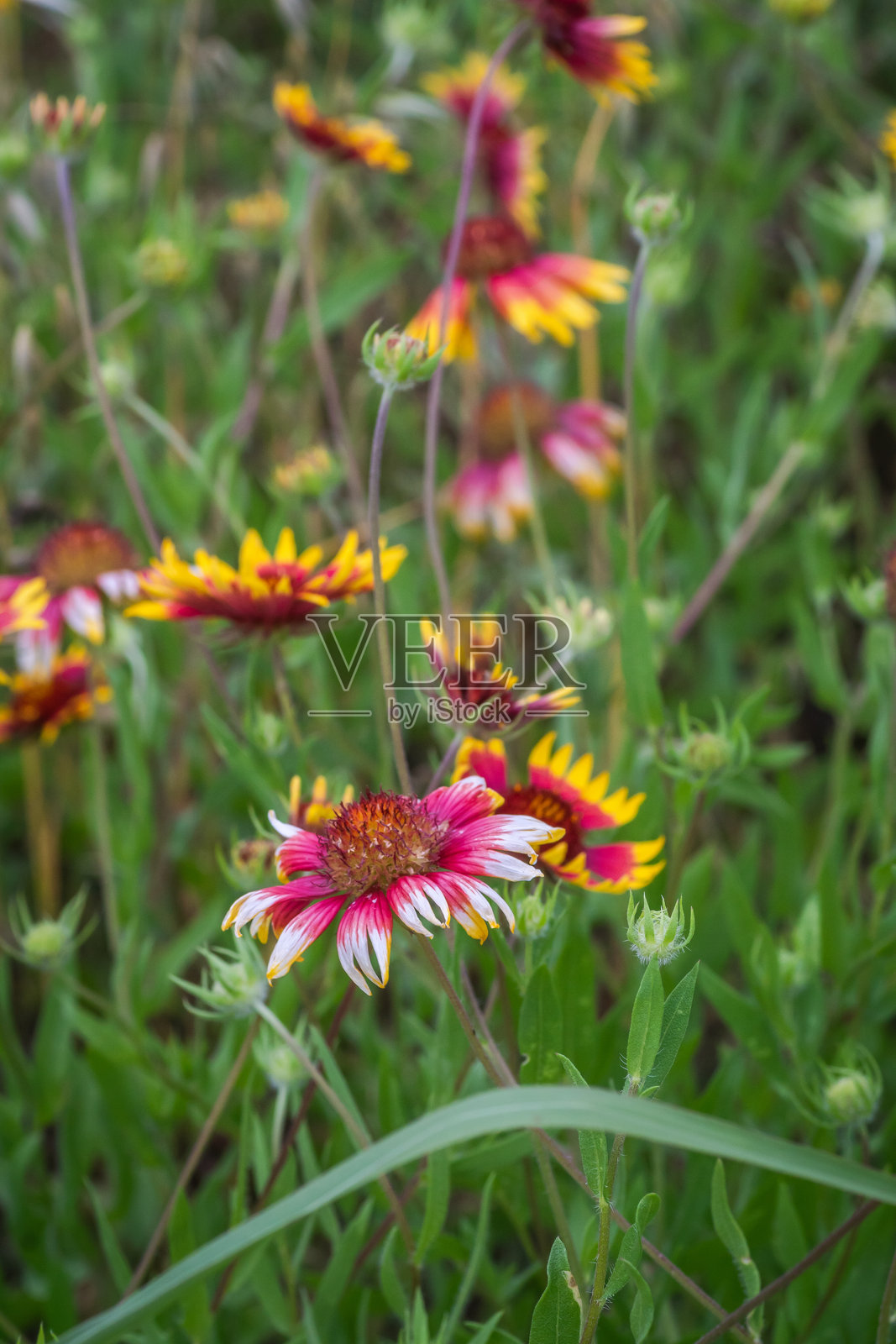 德克萨斯州奥斯汀的夏季本土野花照片摄影图片