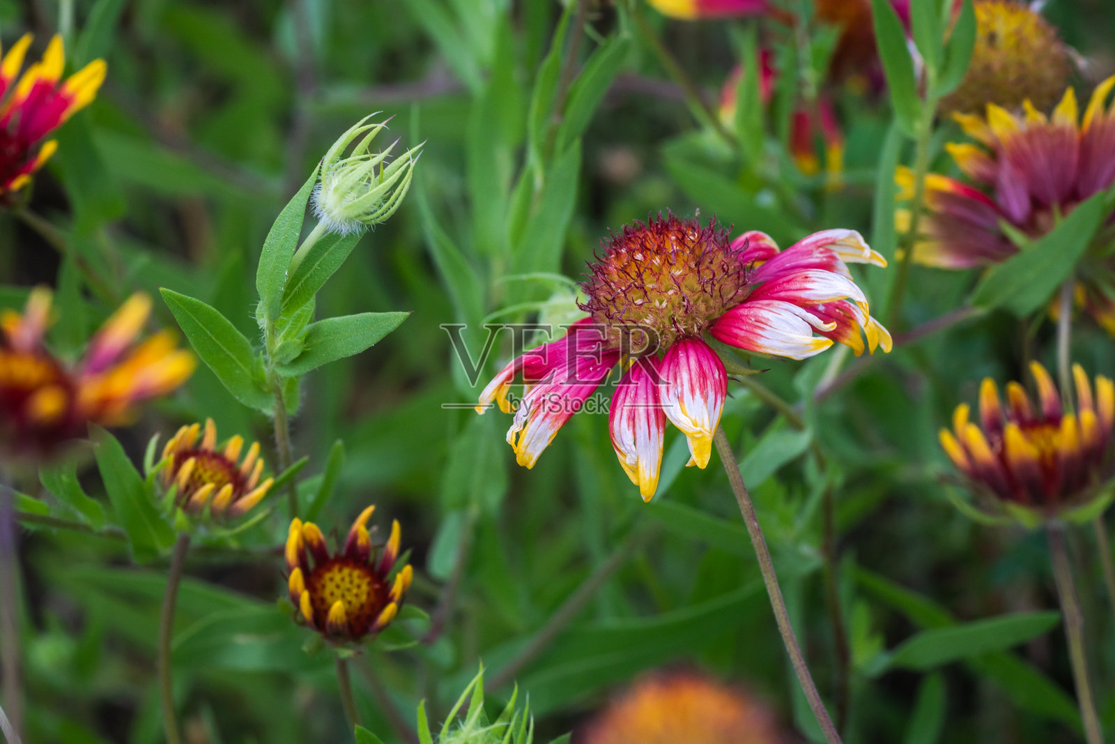 德克萨斯州奥斯汀的夏季本土野花照片摄影图片