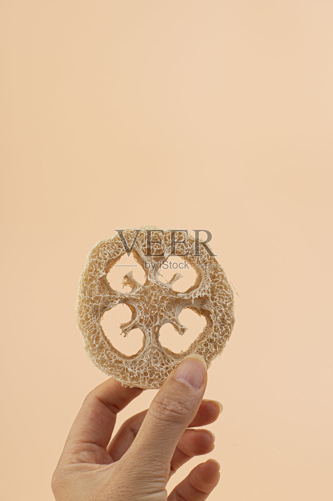 天然丝瓜络海绵孤立在米色背景上。照片摄影图片