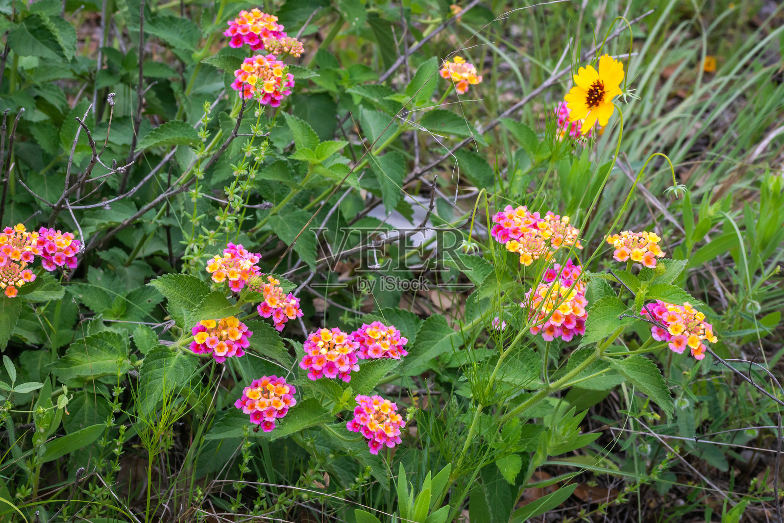 德克萨斯州奥斯汀的夏季本土野花照片摄影图片