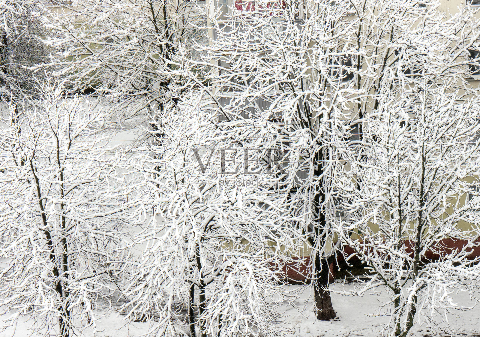 树枝物体的纹理和背景。雪。冬季。照片摄影图片