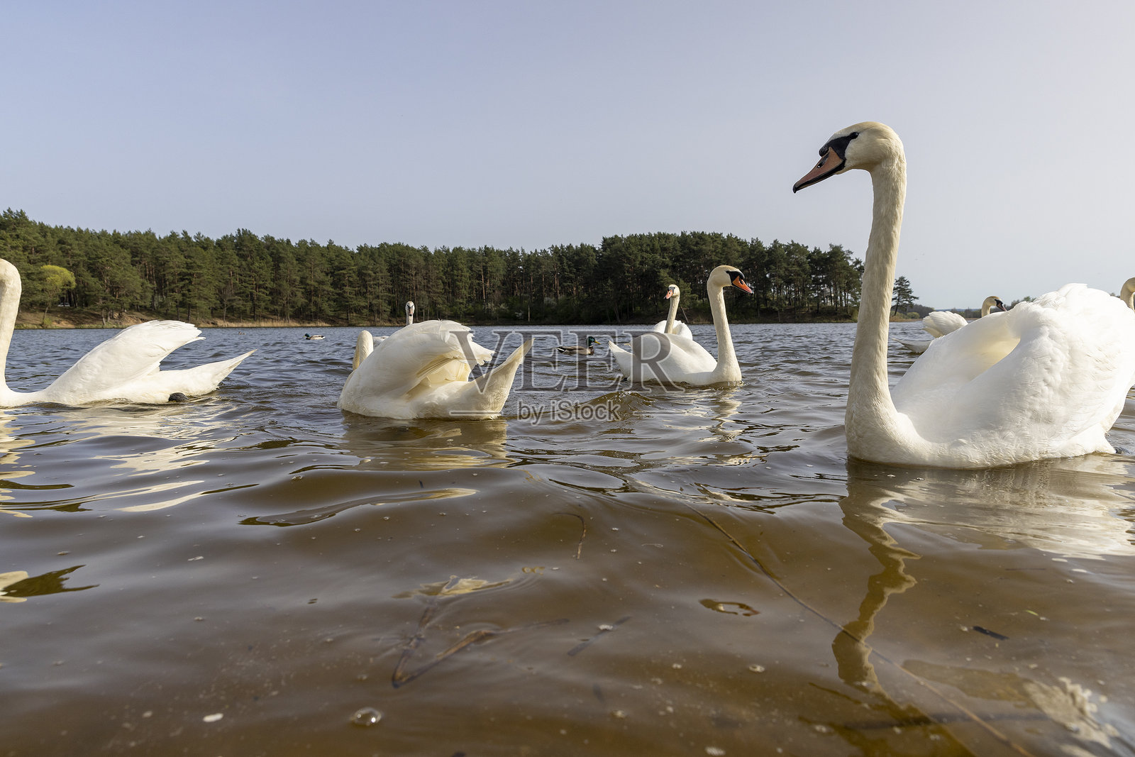 春天抵达东欧的白天鹅,准备抚养后代照片摄影图片