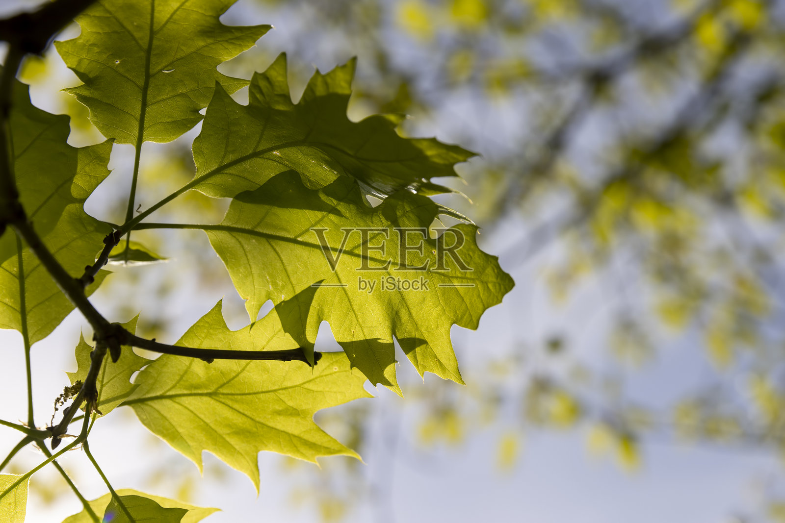 阳光明媚的天气中,绿色的新橡树叶照片摄影图片