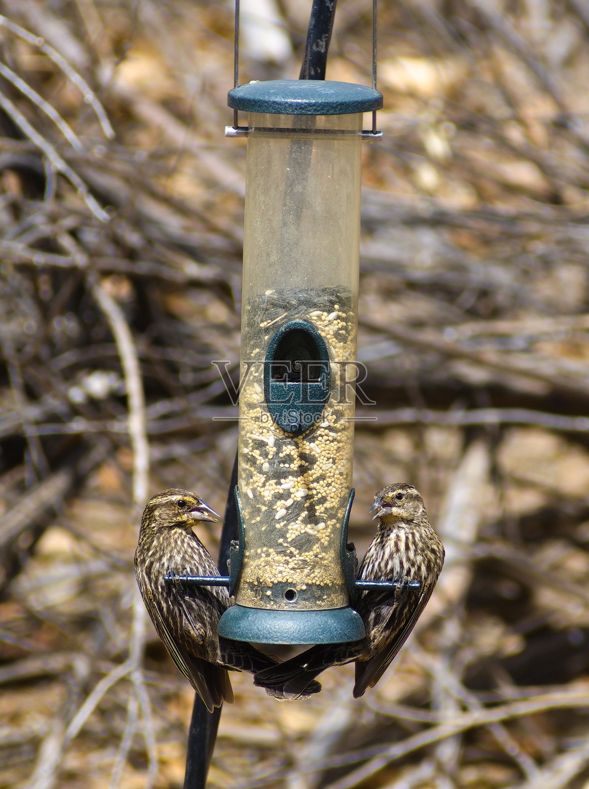 两只鸟栖息在鸟食器上,背景为自然环境照片摄影图片